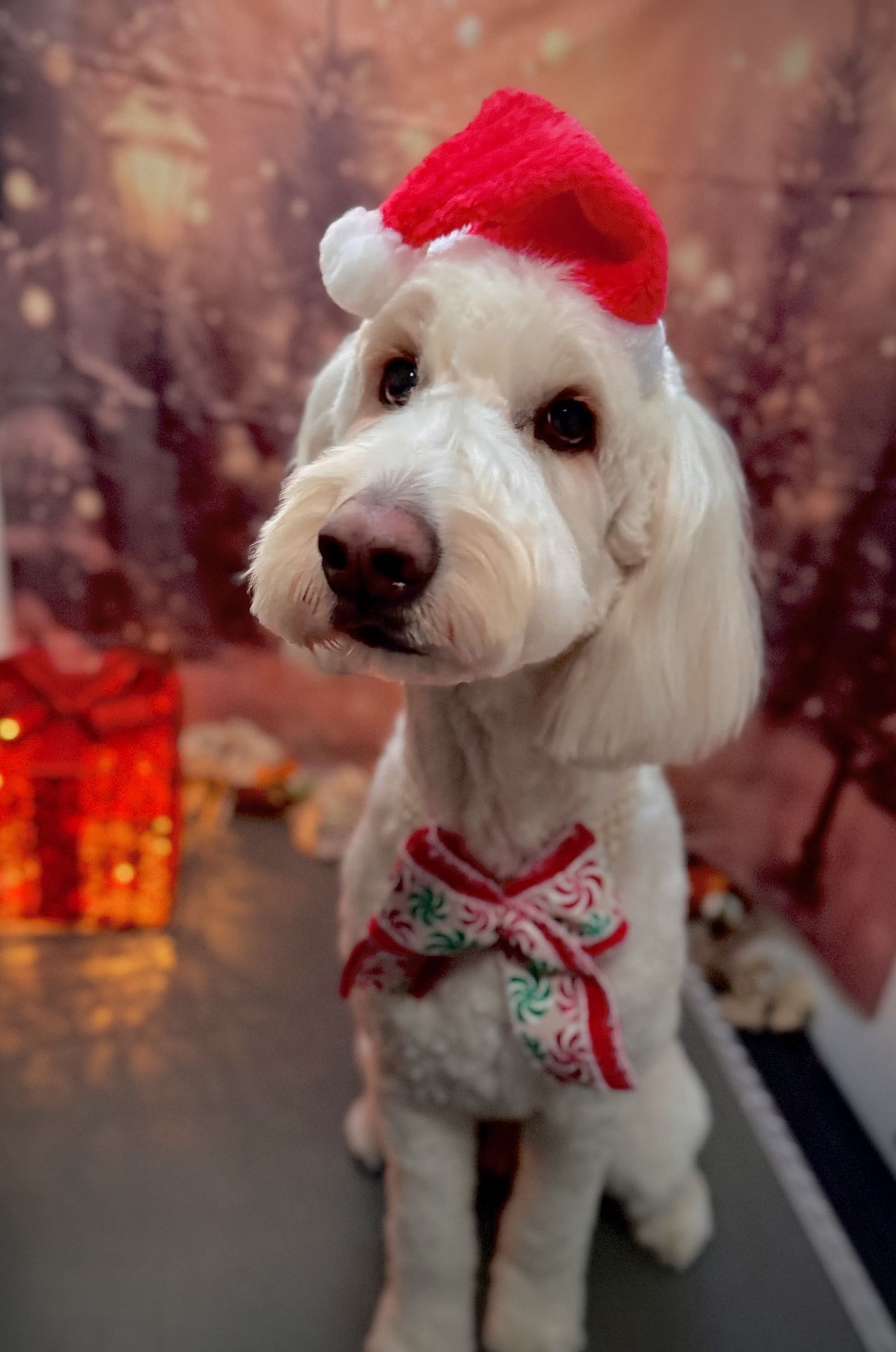 A white dog wearing a red Christmas hat and a festive red and green bandana, sitting in front of a blurred background with Christmas presents.