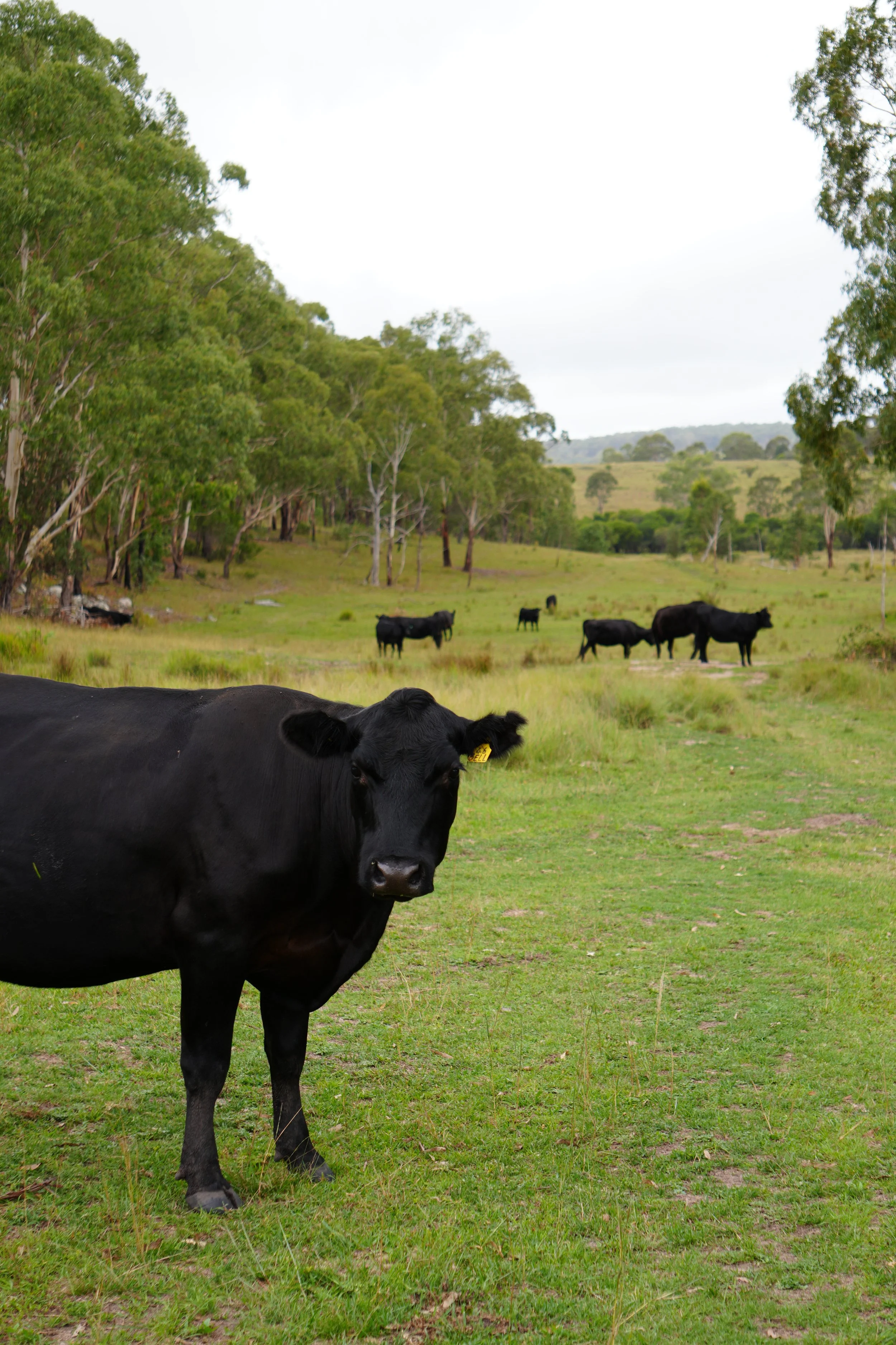Close-up of a black cow in the foreground on a green grassy field, with more cows scattered across the field and trees in the background under a cloudy sky.