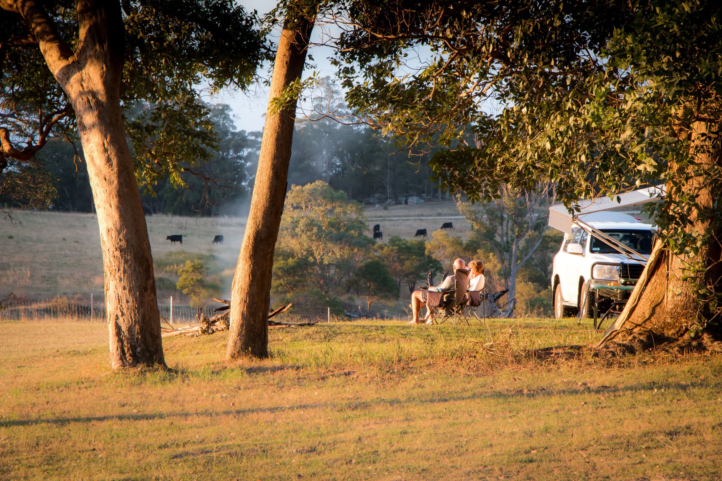 Couple sitting on camping chairs near a white SUV in a grassy field surrounded by trees, with a herd of cattle grazing in the background during sunrise or sunset.
