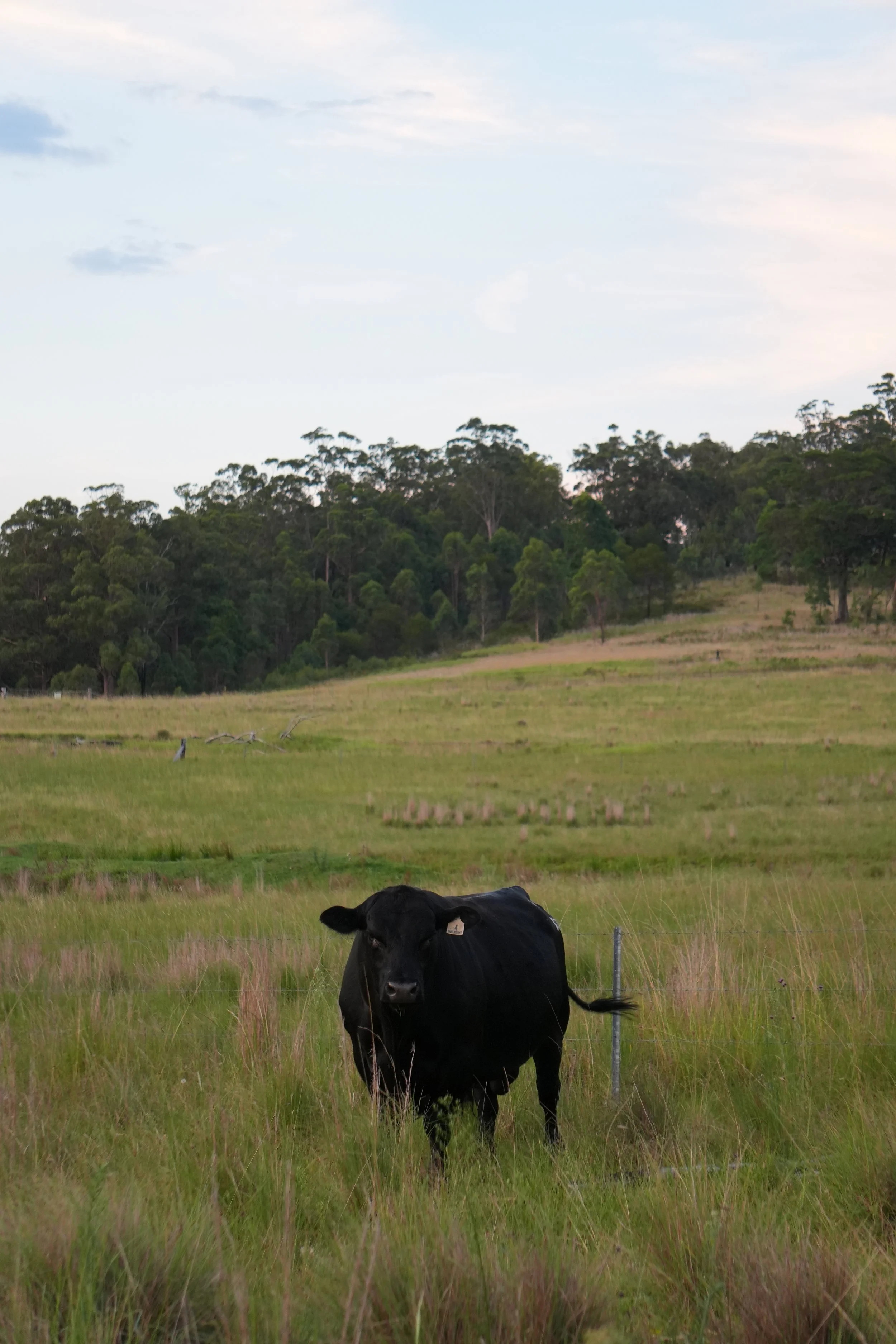 A black bull standing in a grassy field with green trees and a partly cloudy sky in the background.