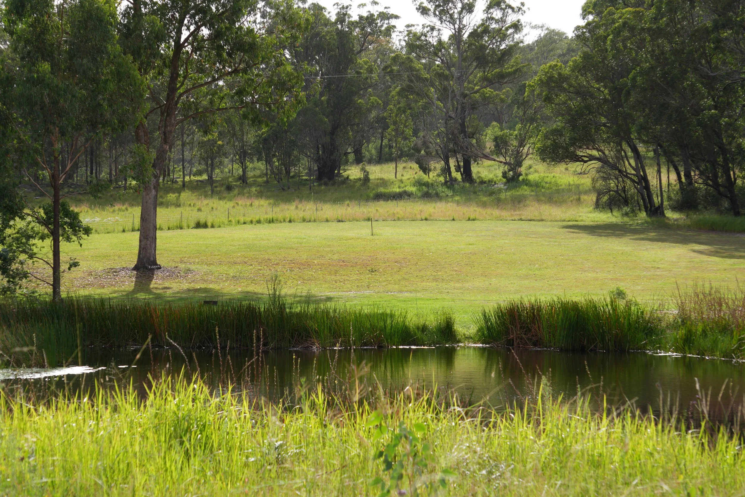A serene landscape featuring a pond with tall green grass in the foreground, and lush trees with dense foliage in the background under a cloudy sky.