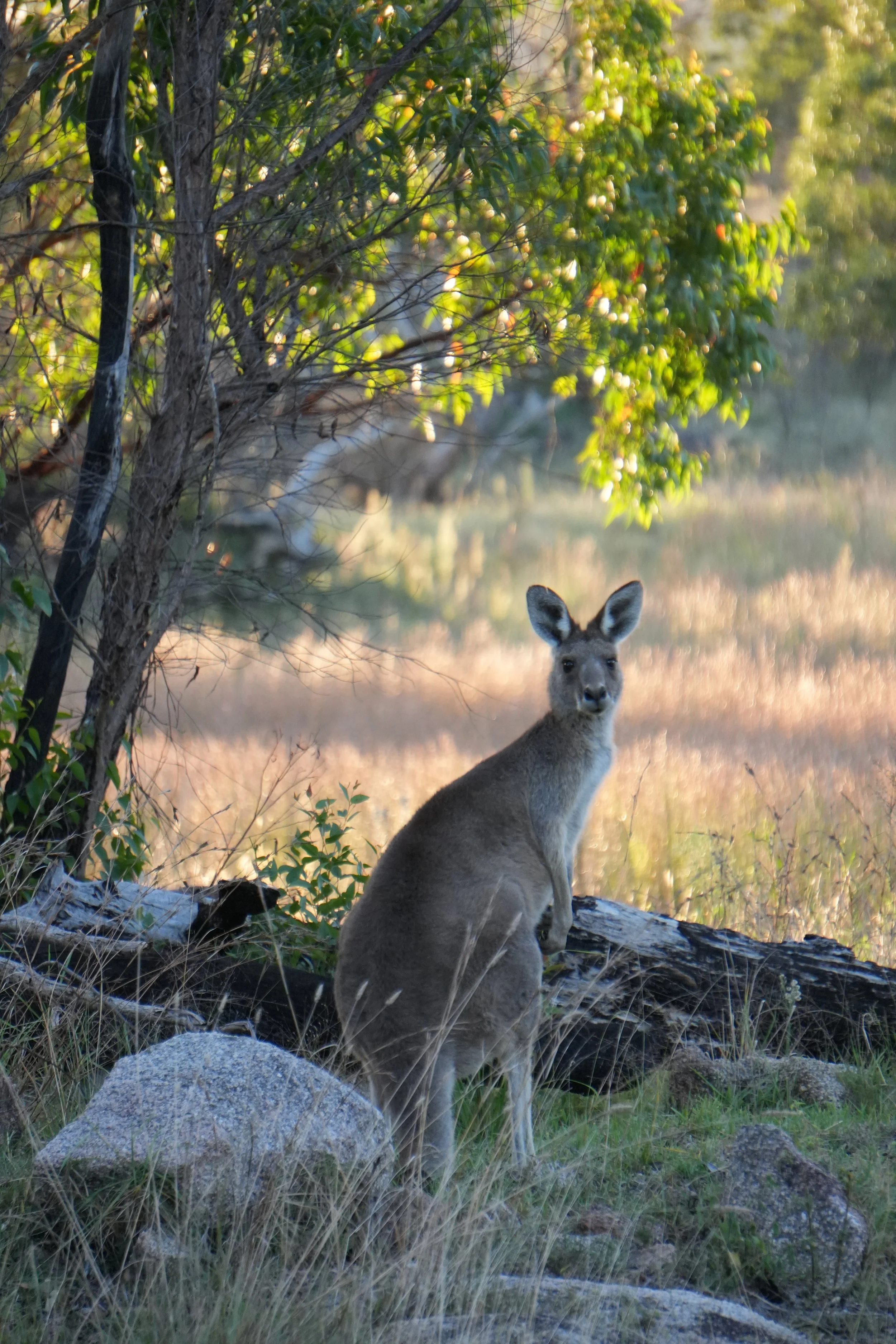 A young kangaroo standing amongst rocks and grass near trees in a natural setting, with sunlight filtering through the leaves.