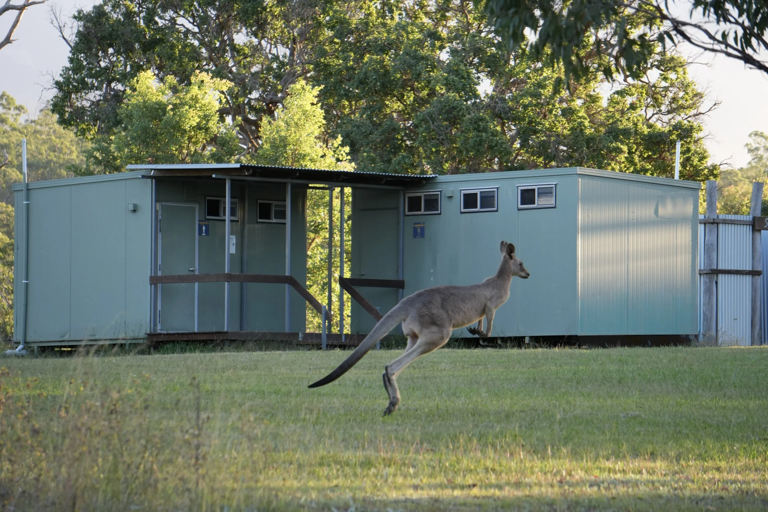 A kangaroo running across a grassy area in front of a green building with small windows and signs, with large trees and bright sunlight in the background.