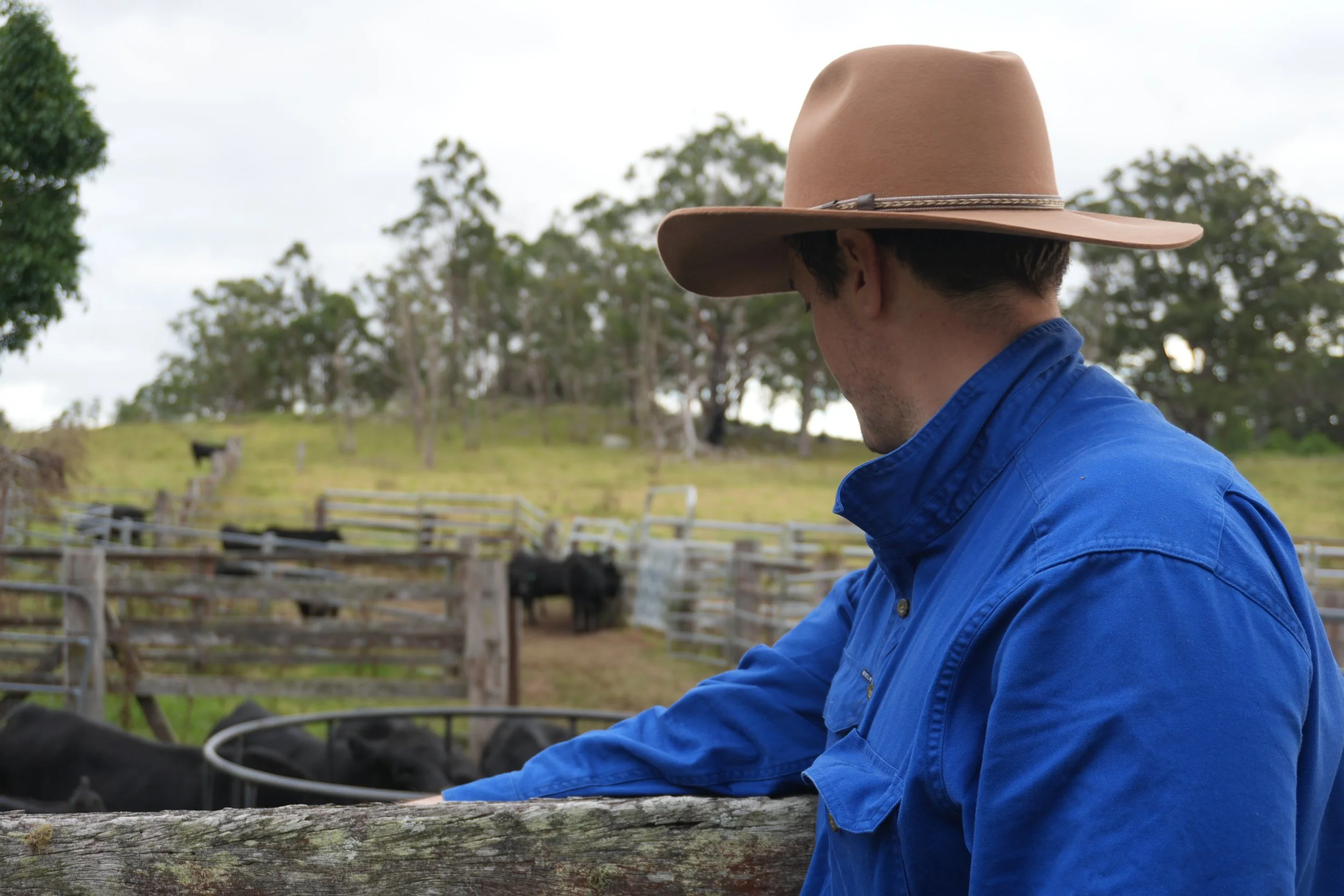 A person wearing a wide-brimmed cowboy hat and a blue shirt outdoors, overlooking a rural farm with cows and green trees in the background.