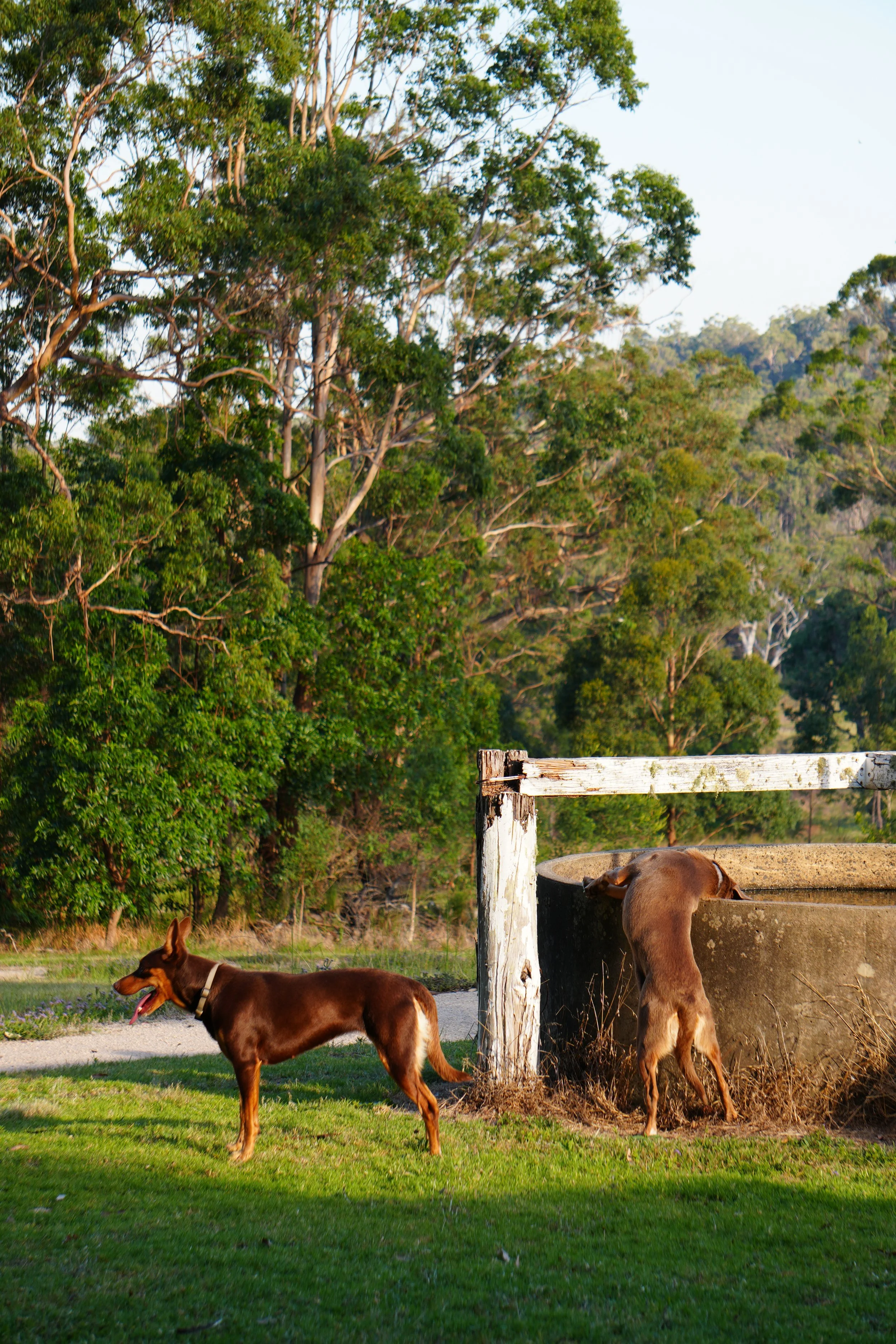 Two dogs near a water trough in a grassy area with trees in the background.