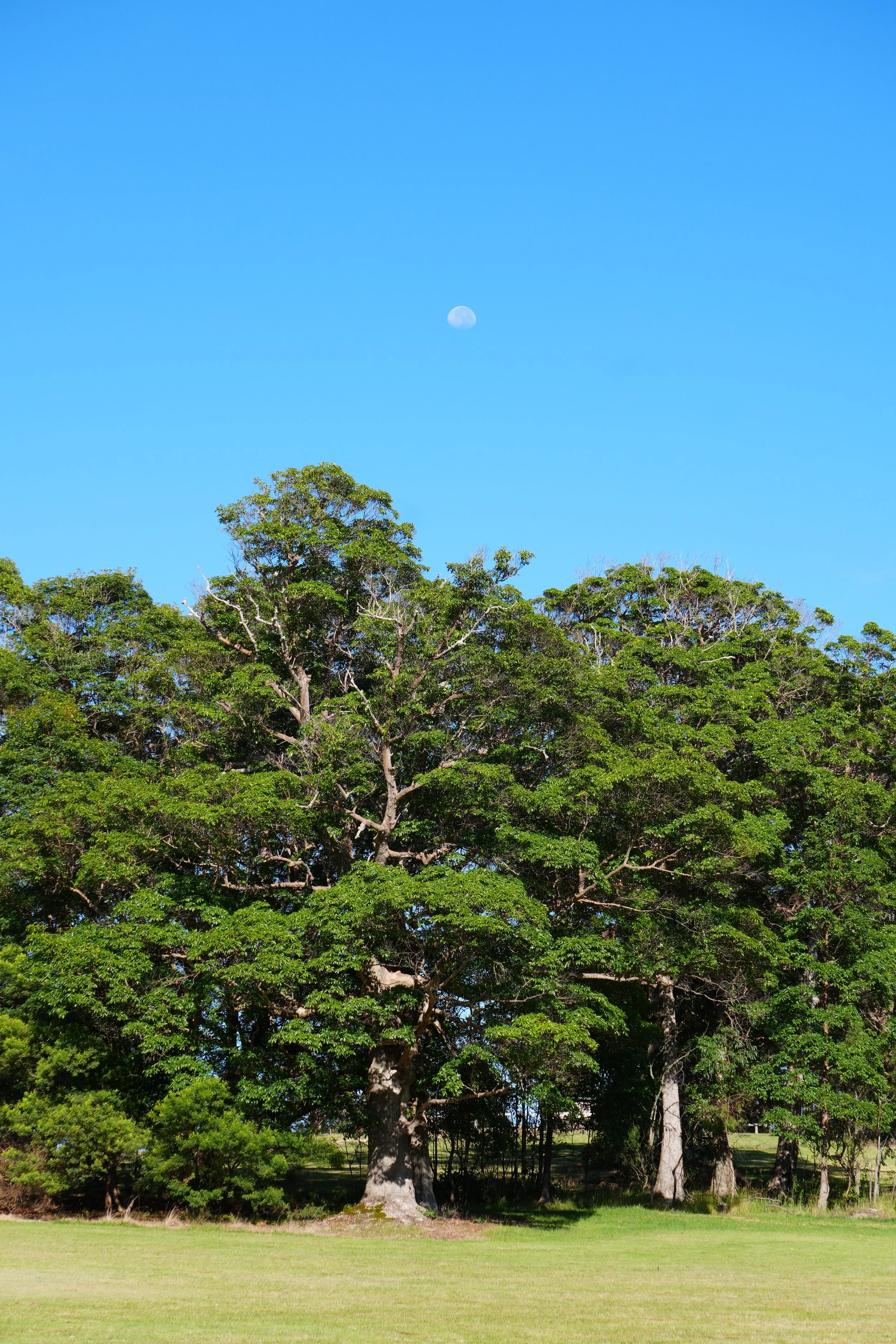 A large tree with a thick trunk and dense green leaves standing in a grassy field under a clear blue sky with visible moon.