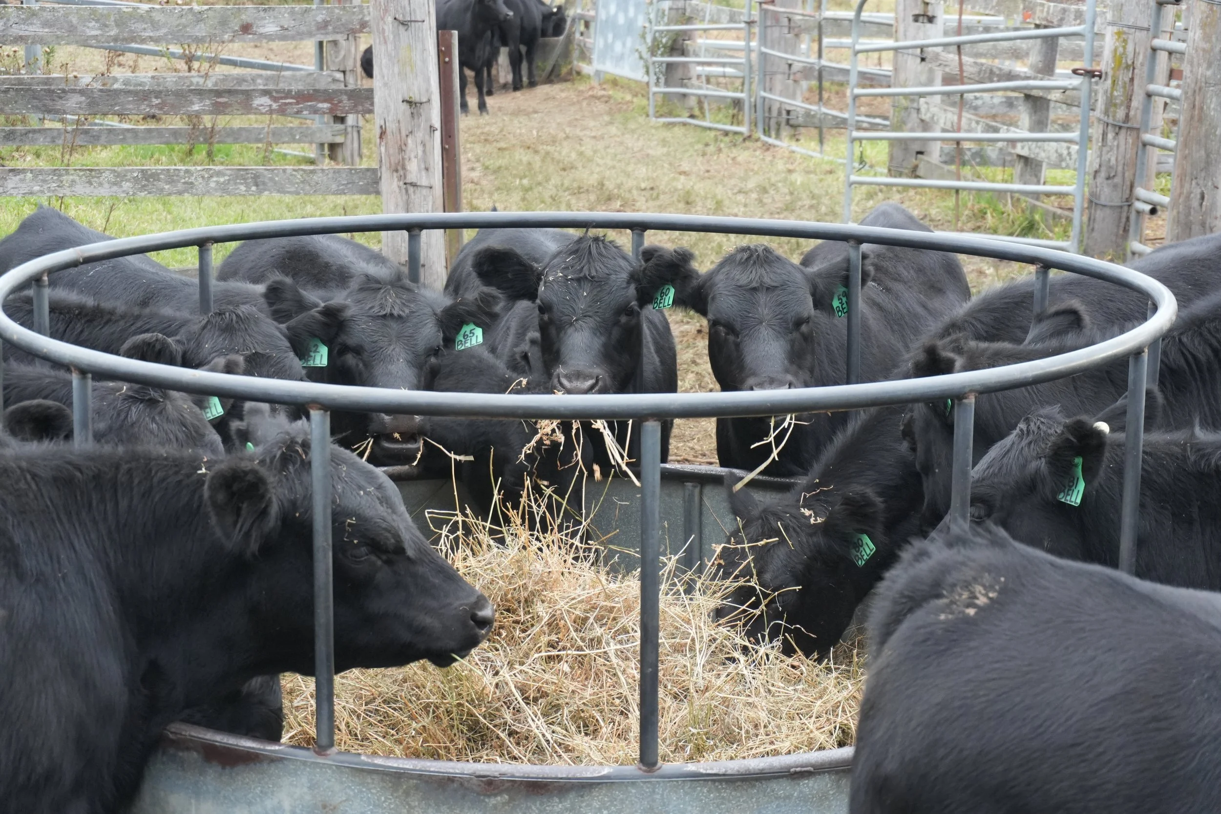 A group of black calves gathered around a hay feeder, with some calves having green ear tags, inside a fenced farm area.