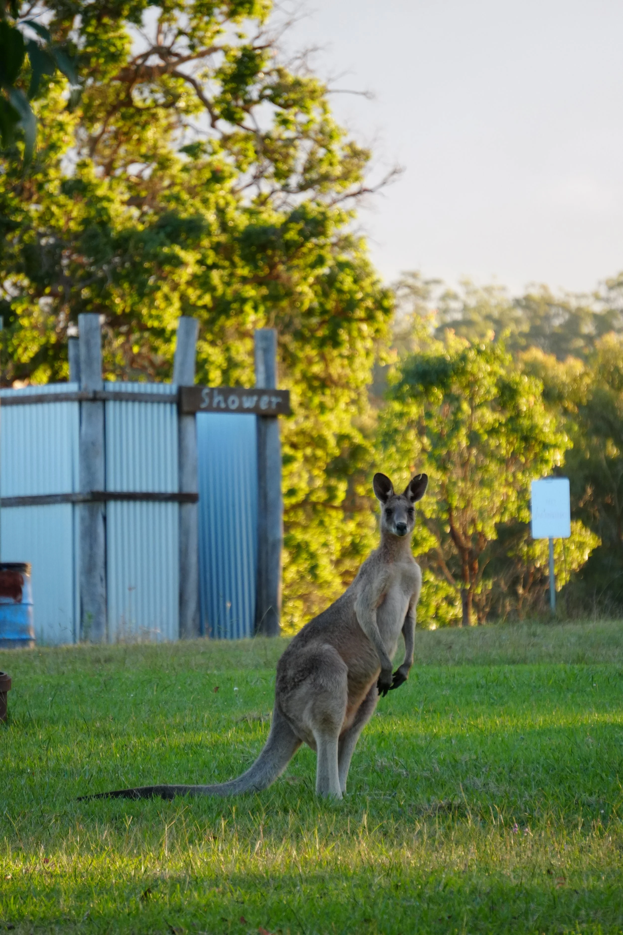 A kangaroo standing on grass with trees in the background and a sign that says 'Shower' on a building.