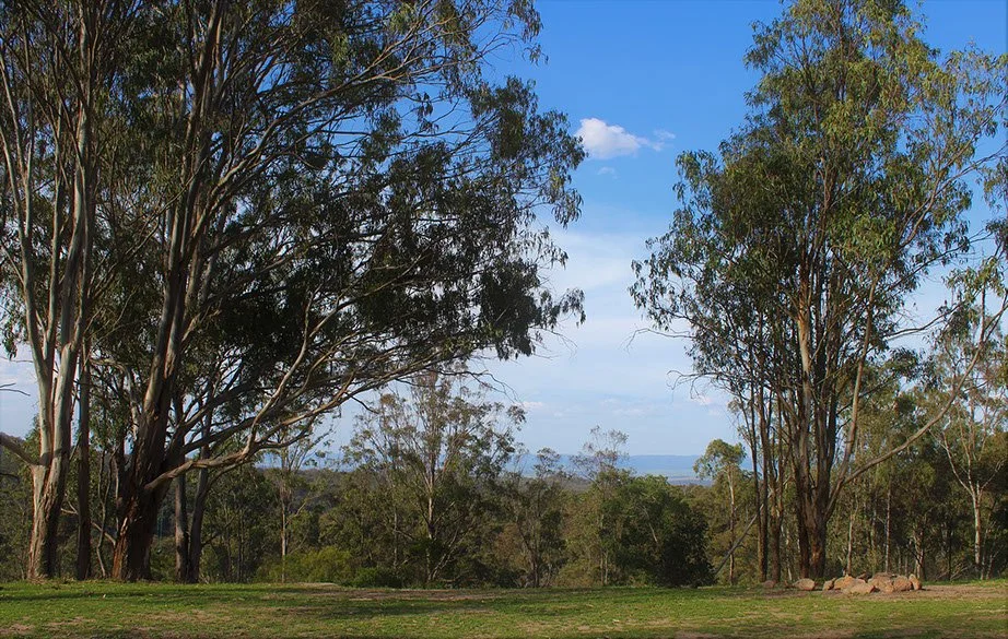 A landscape with tall eucalyptus trees, a grassy area, and a partly cloudy sky in the background.