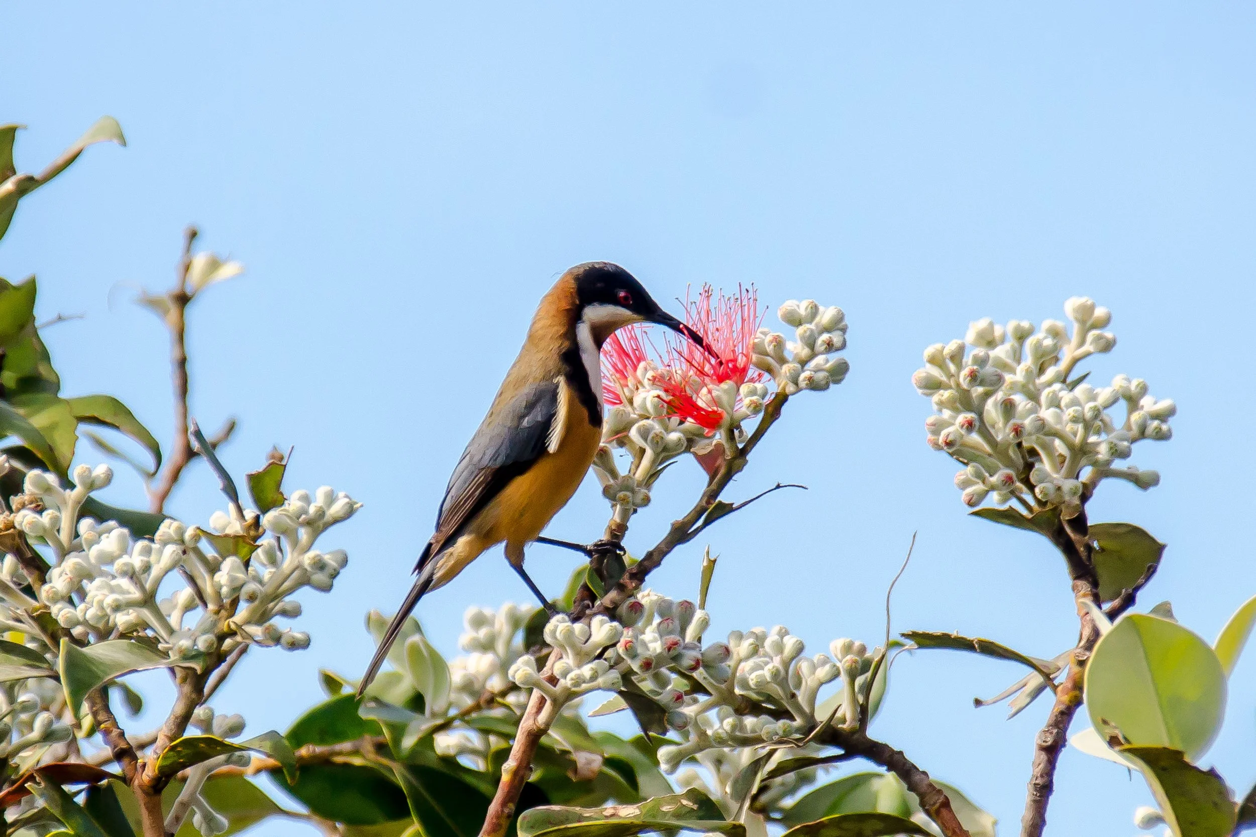 A bird perched on a branch of a flowering tree with white and pink flowers against a blue sky.