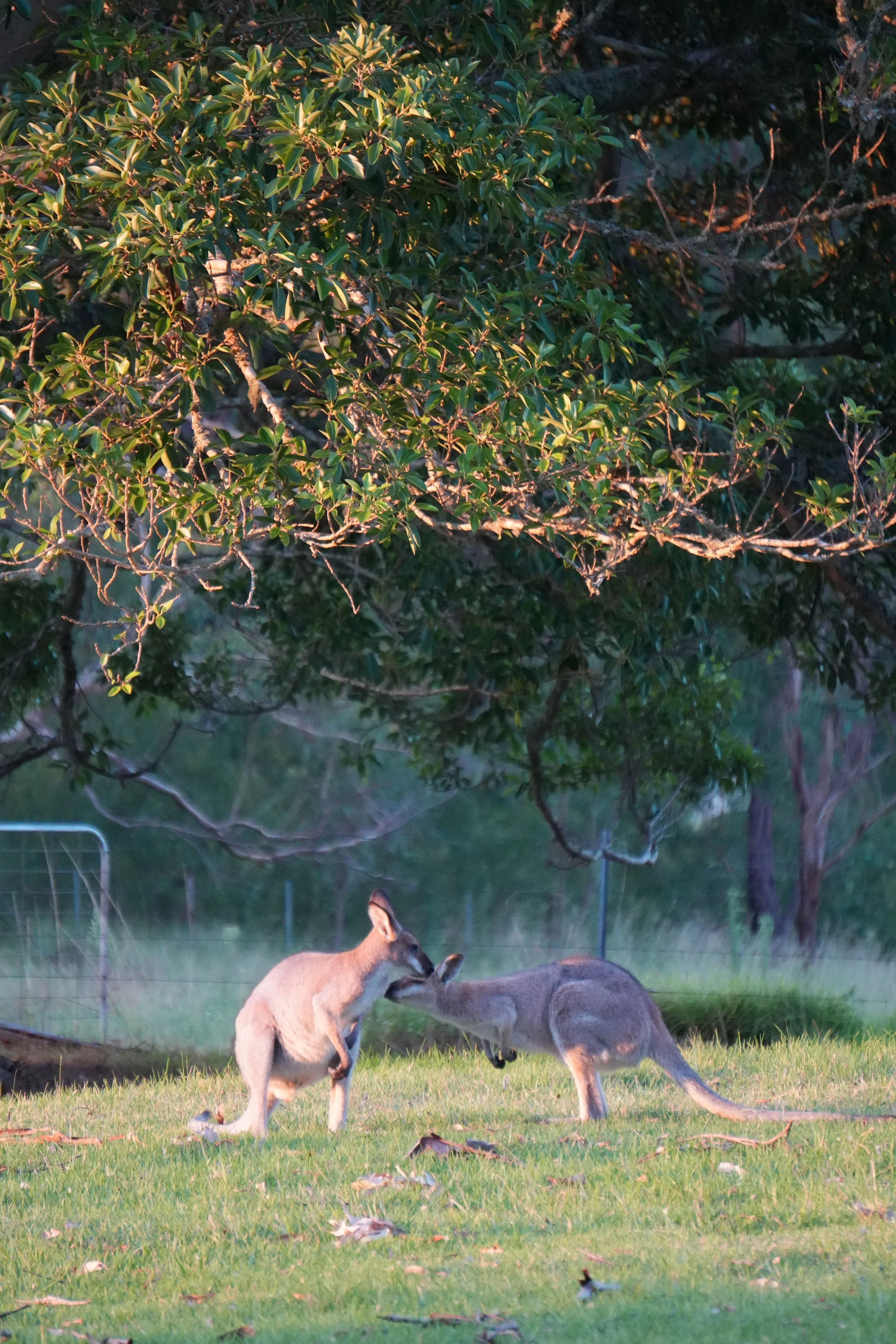 Two kangaroos grazing on a grassy field with large leafy trees in the background during sunset.