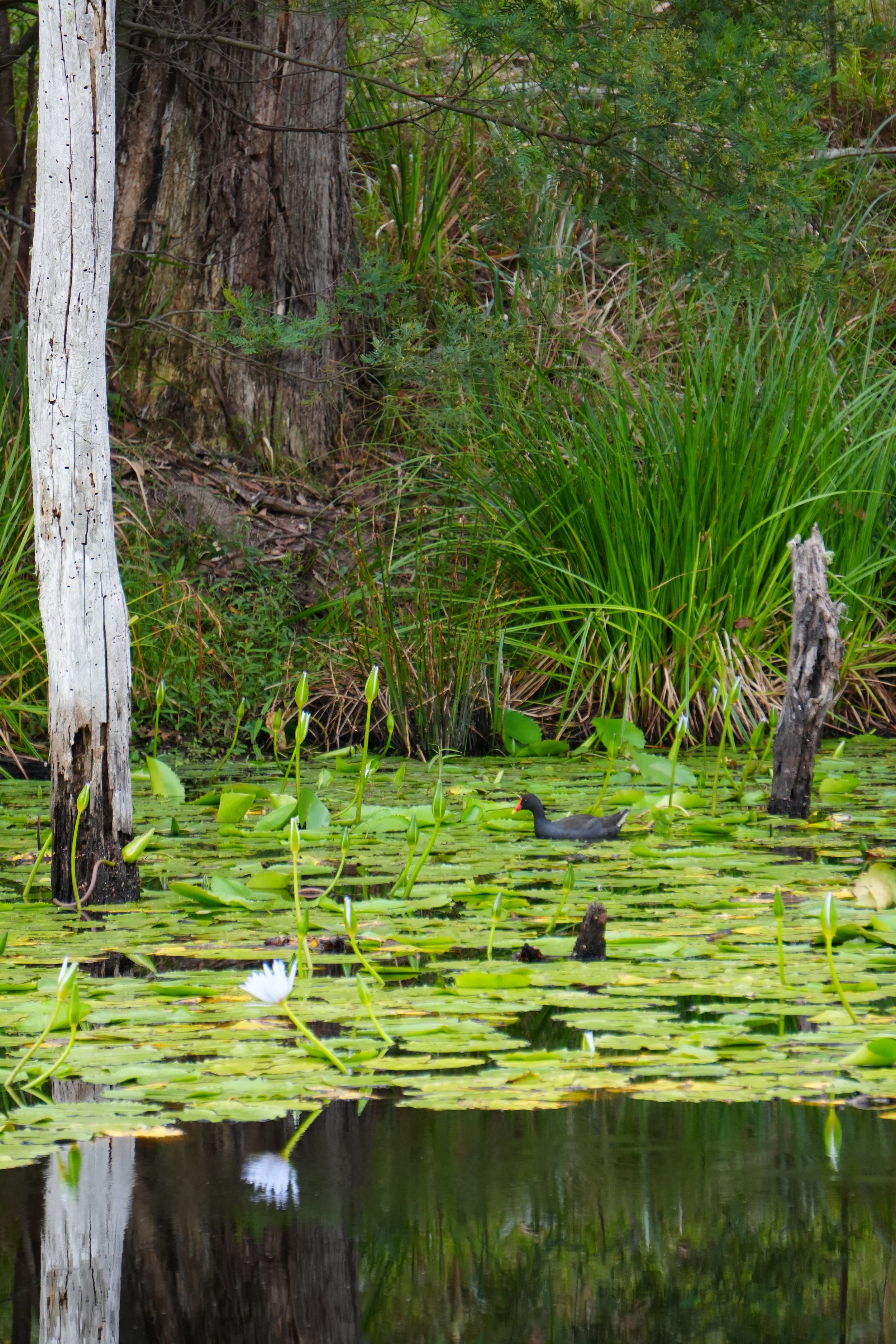 A wetland scene with water lilies, tall grass, trees, and a black duck swimming among the lily pads.