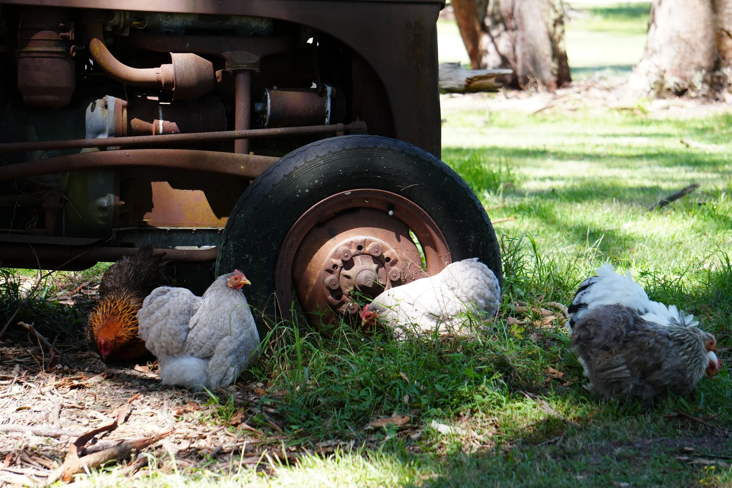 A rusty, vintage tractor with its front wheel visible, set in a grassy outdoor area. Several chickens are pecking at the ground near the wheel, and large trees are visible in the background.