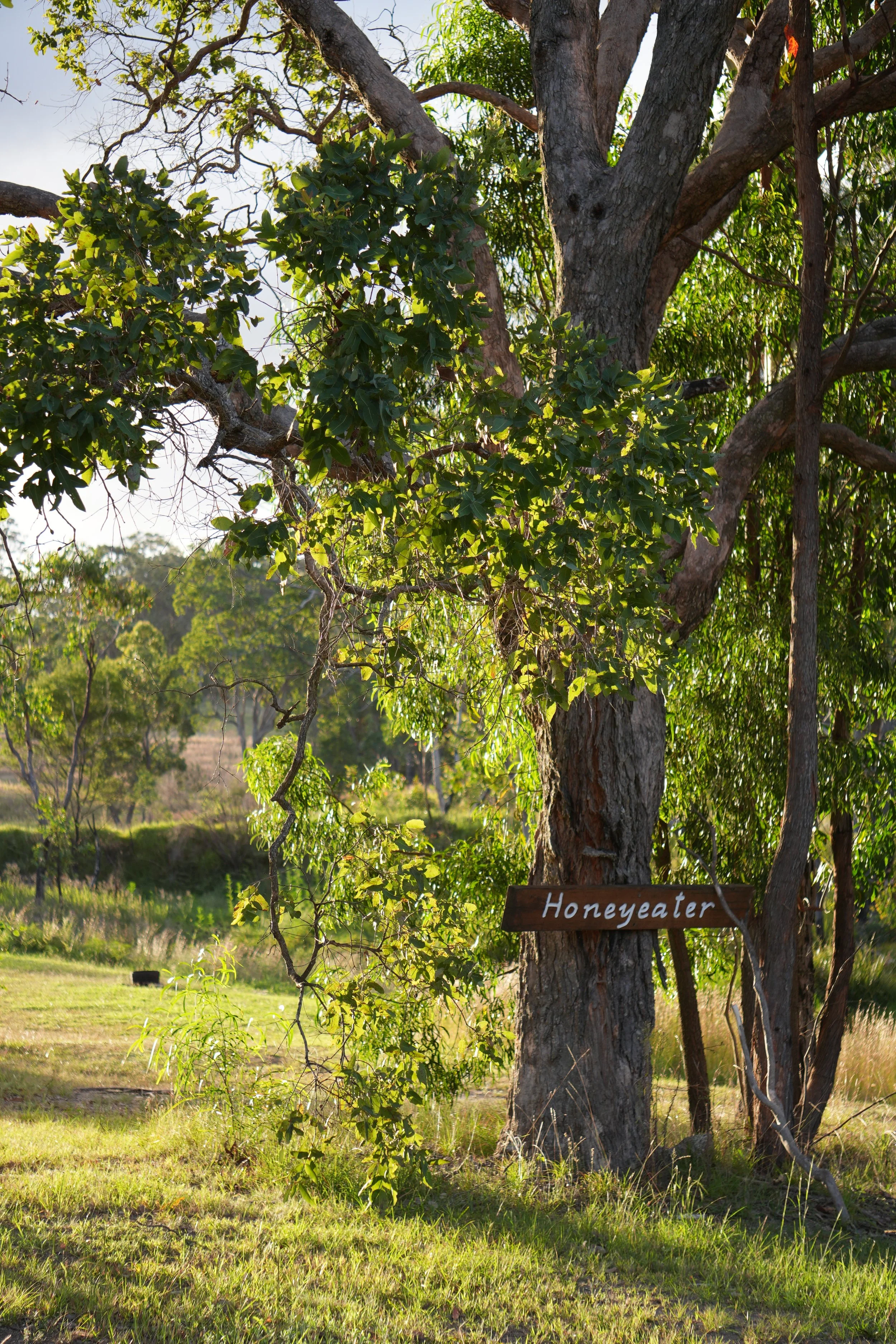 A tall tree with a thick trunk and branches filled with green leaves. A small wooden sign attached to the trunk reads 'Honeyeater' in white letters. The background shows a grassy field and trees under a clear blue sky.