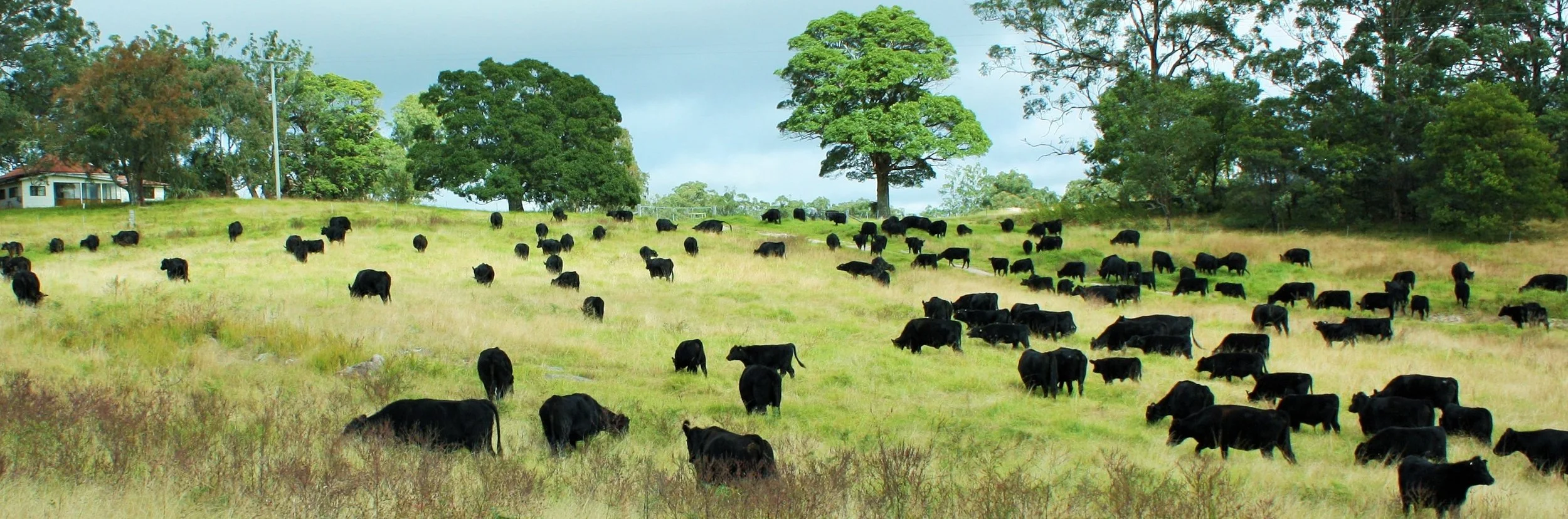 A herd of black cows grazing on a grassy field with trees and a house in the background.
