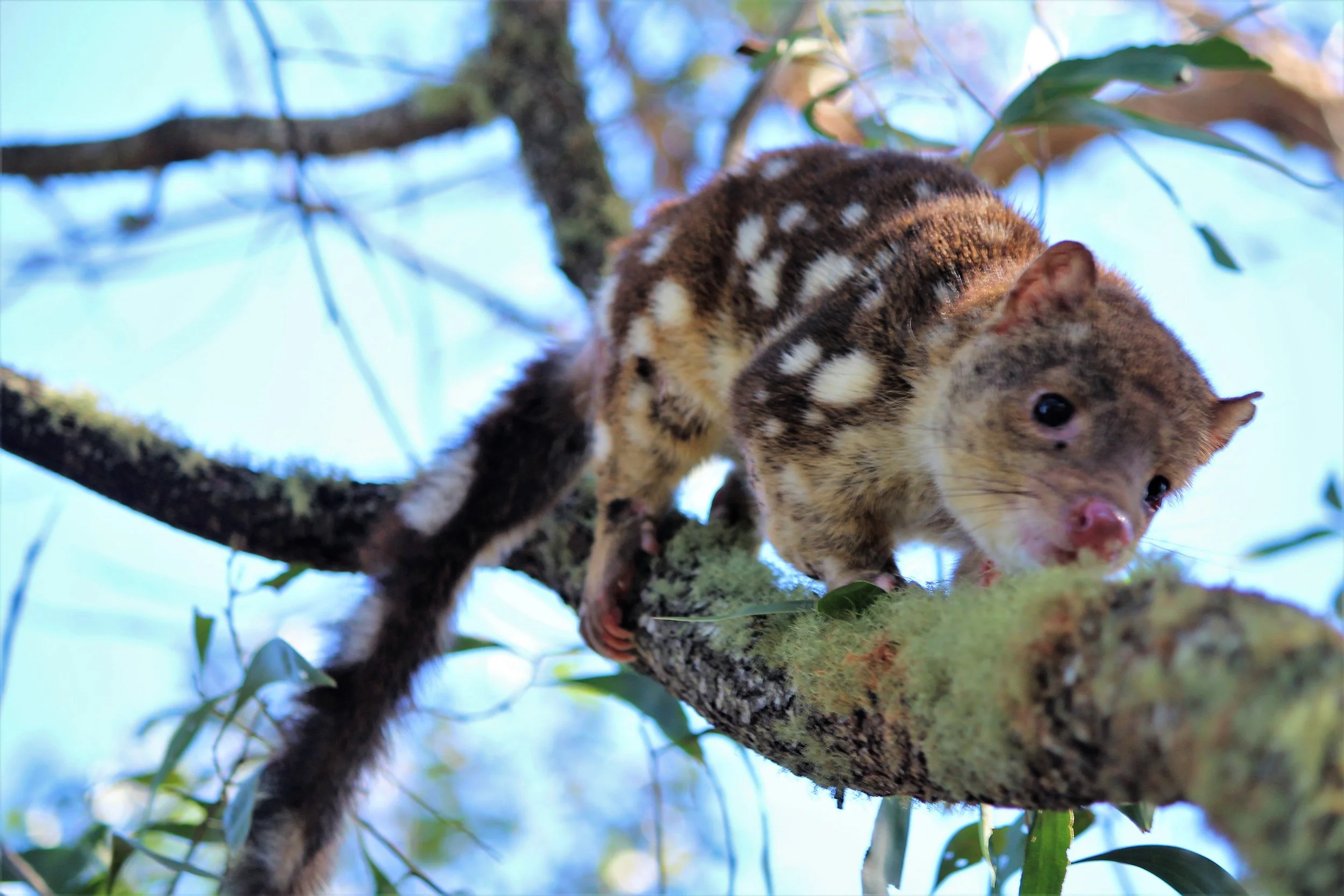A spotted-tailed quoll with brown and white fur hanging from a tree branch with green leaves and blue sky in the background.
