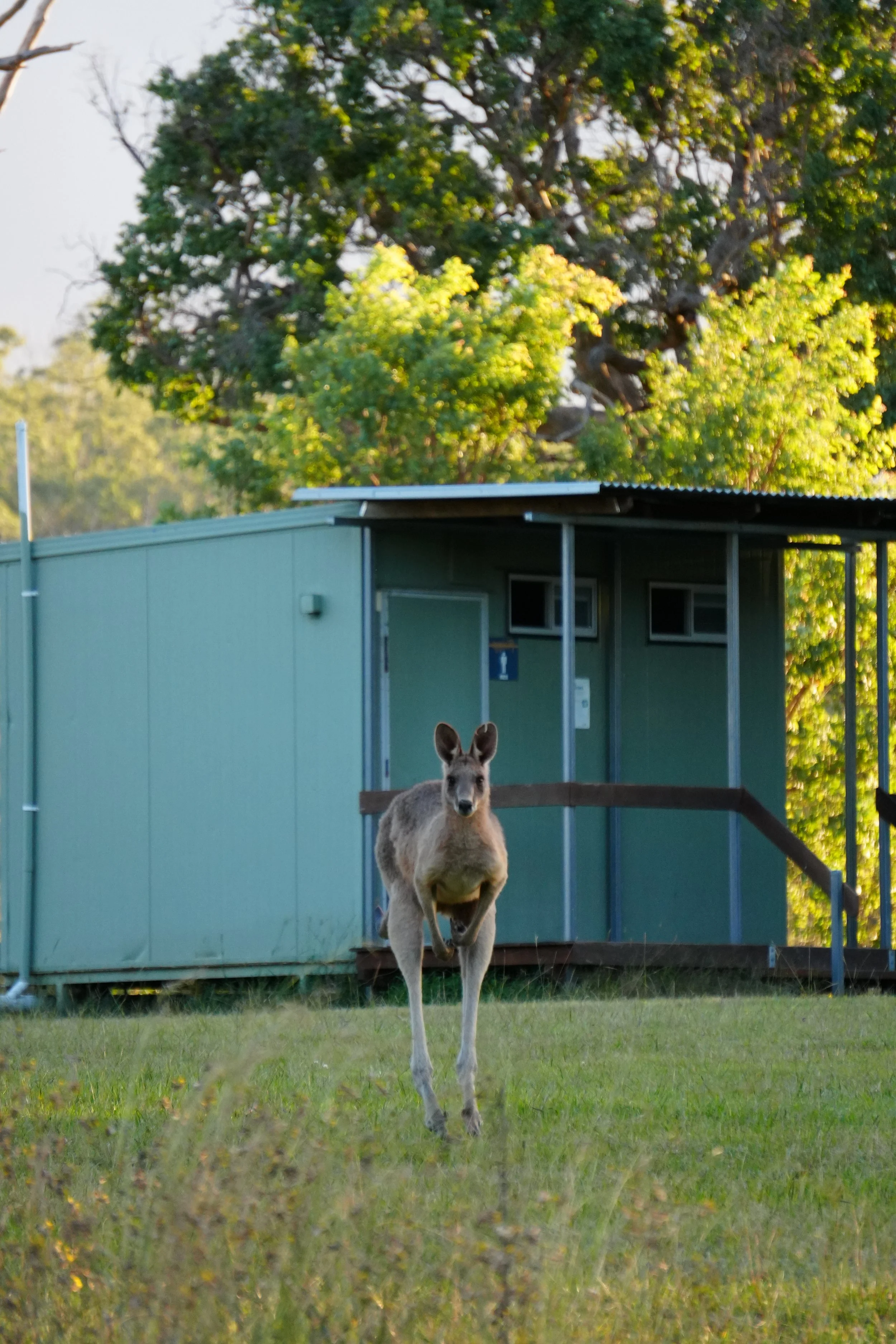 Young kangaroo walking towards the camera on a grassy field, with a residential building and trees in the background during daytime.
