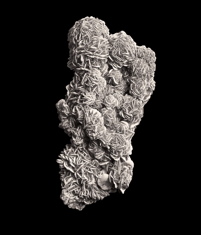 Desert Rose I, 2014, by Daniel Eskenazi, 
Inkjet print on photo rag
82 x 61 cm, Edition of 6 + 2AP
111 x 83 cm, Edition of 3 + 2AP