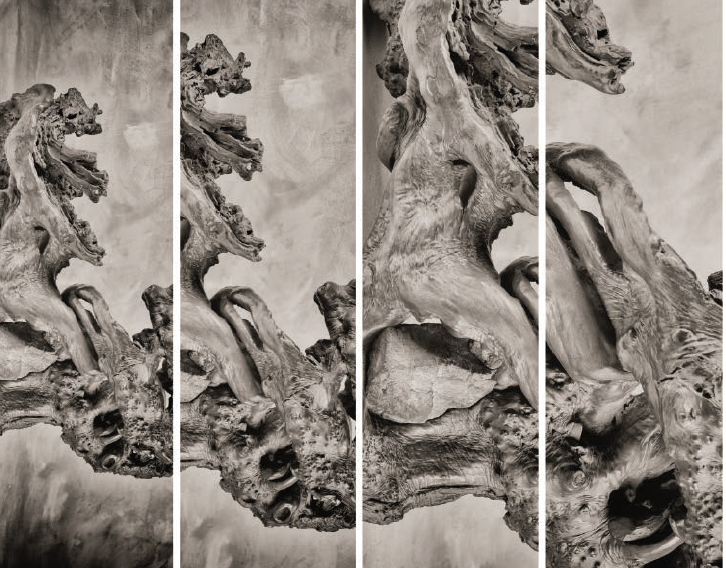 The Experience of Looking 2019