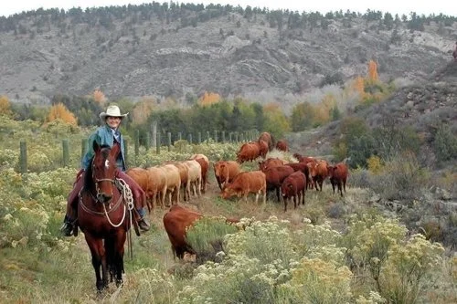 A person riding a horse in a field with cattle grazing, mountains in the background.