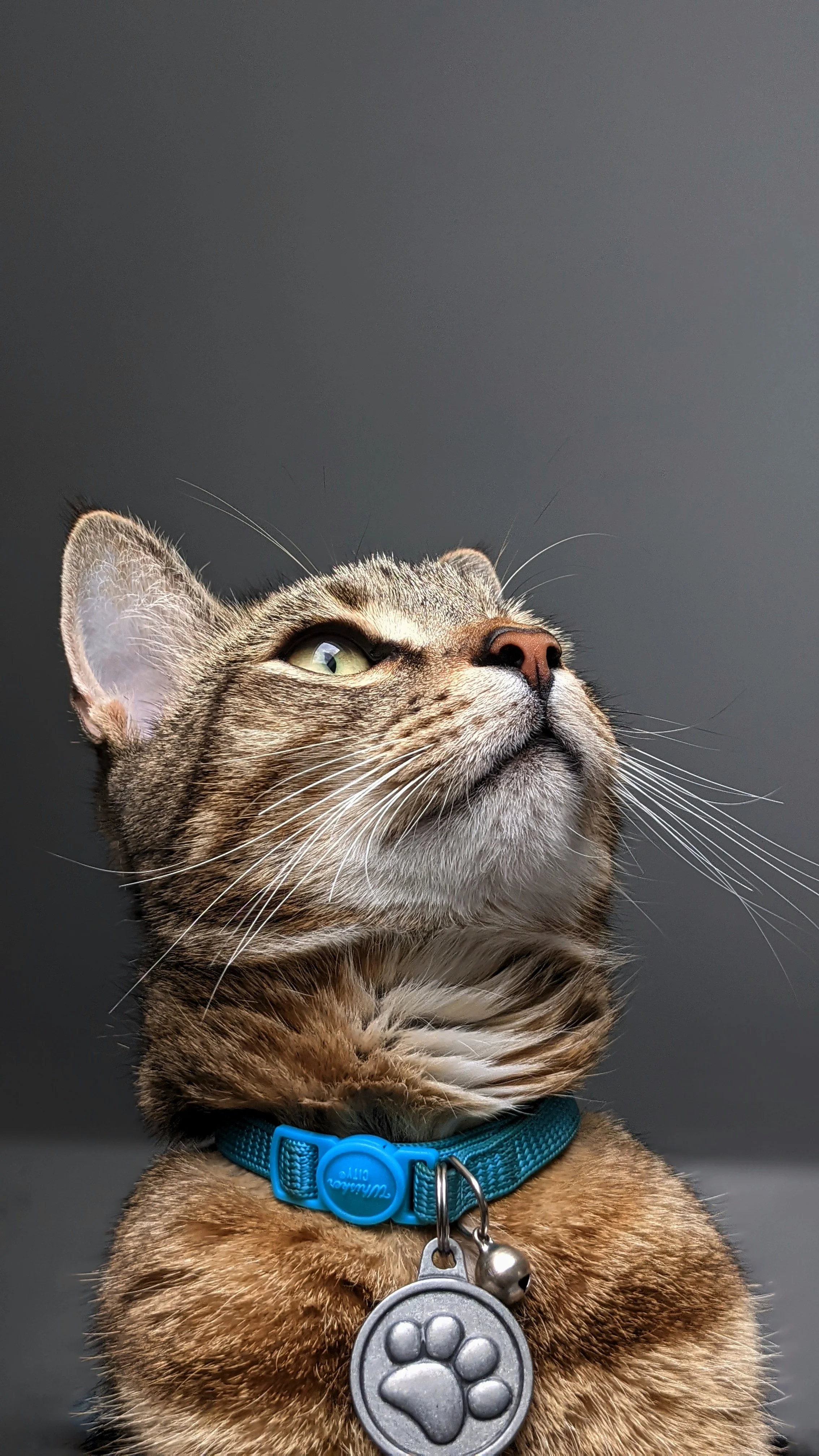 Close-up of a tabby cat with a blue collar and paw-shaped ID tag, looking upward against a dark background.