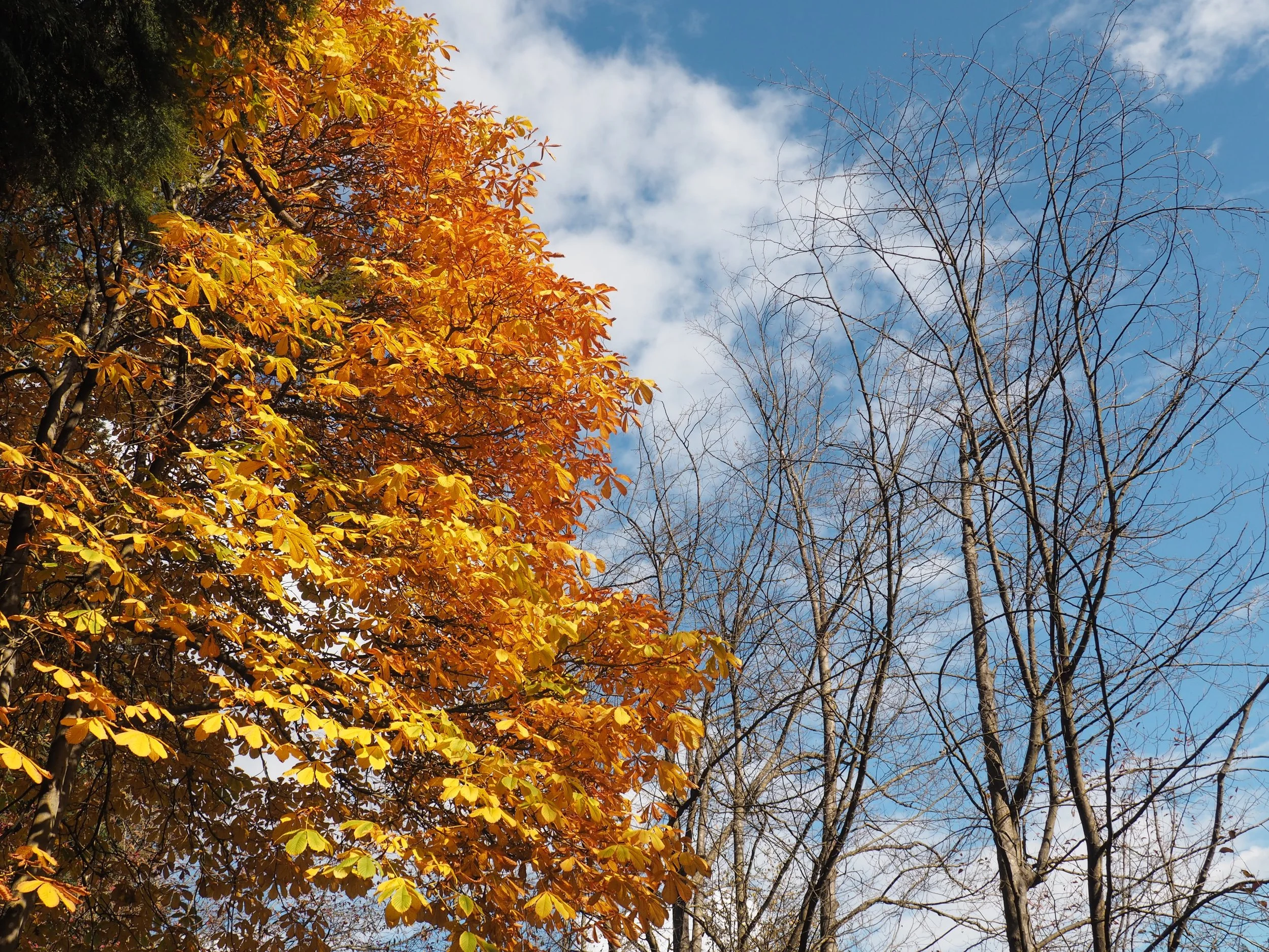 Tree with orange and yellow autumn leaves on the left, barren trees on the right, and a blue sky with white clouds in the background.