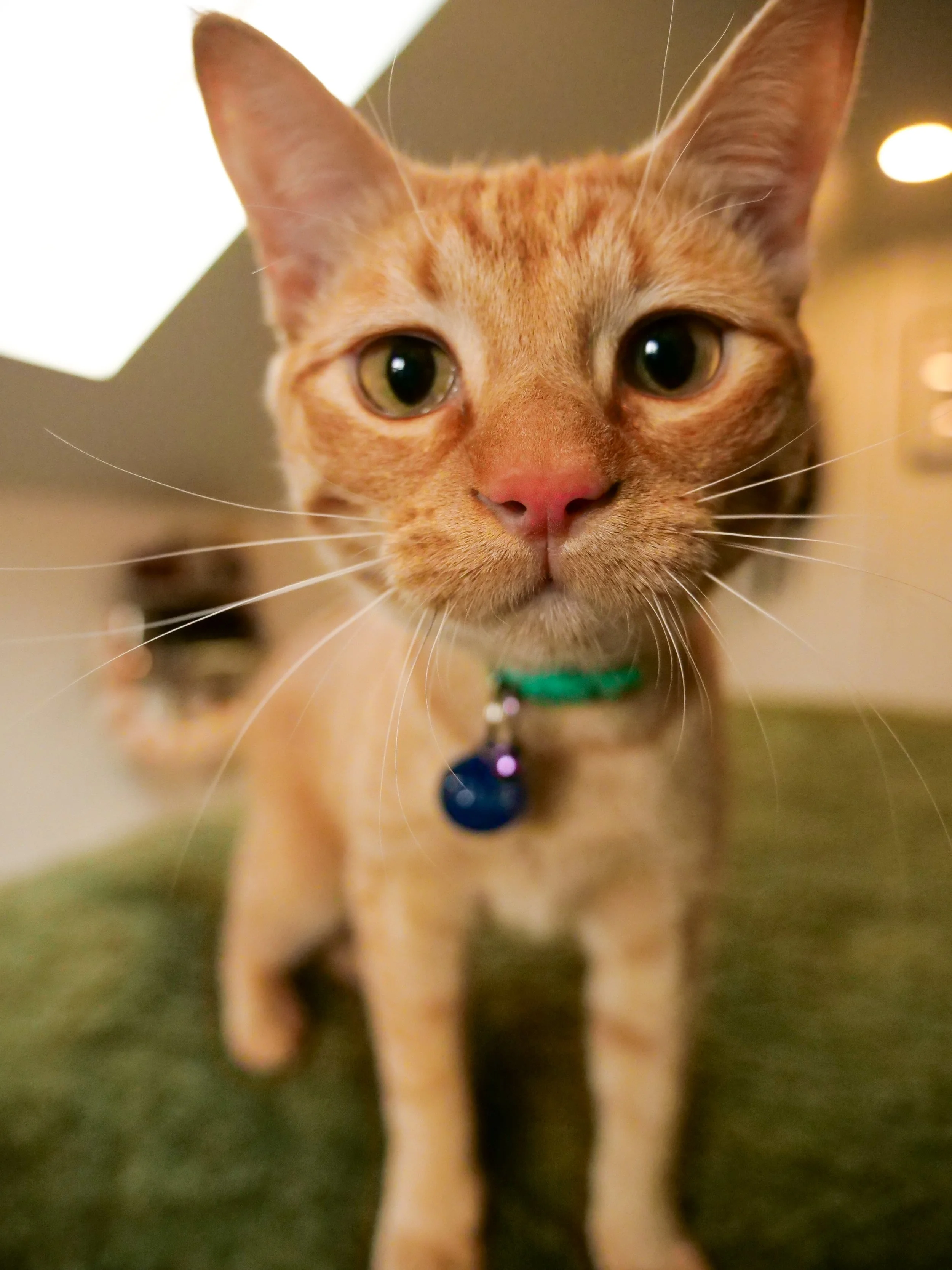 A close-up of a ginger cat with green eyes, pink nose, wearing a collar with a bell, standing on a green surface.