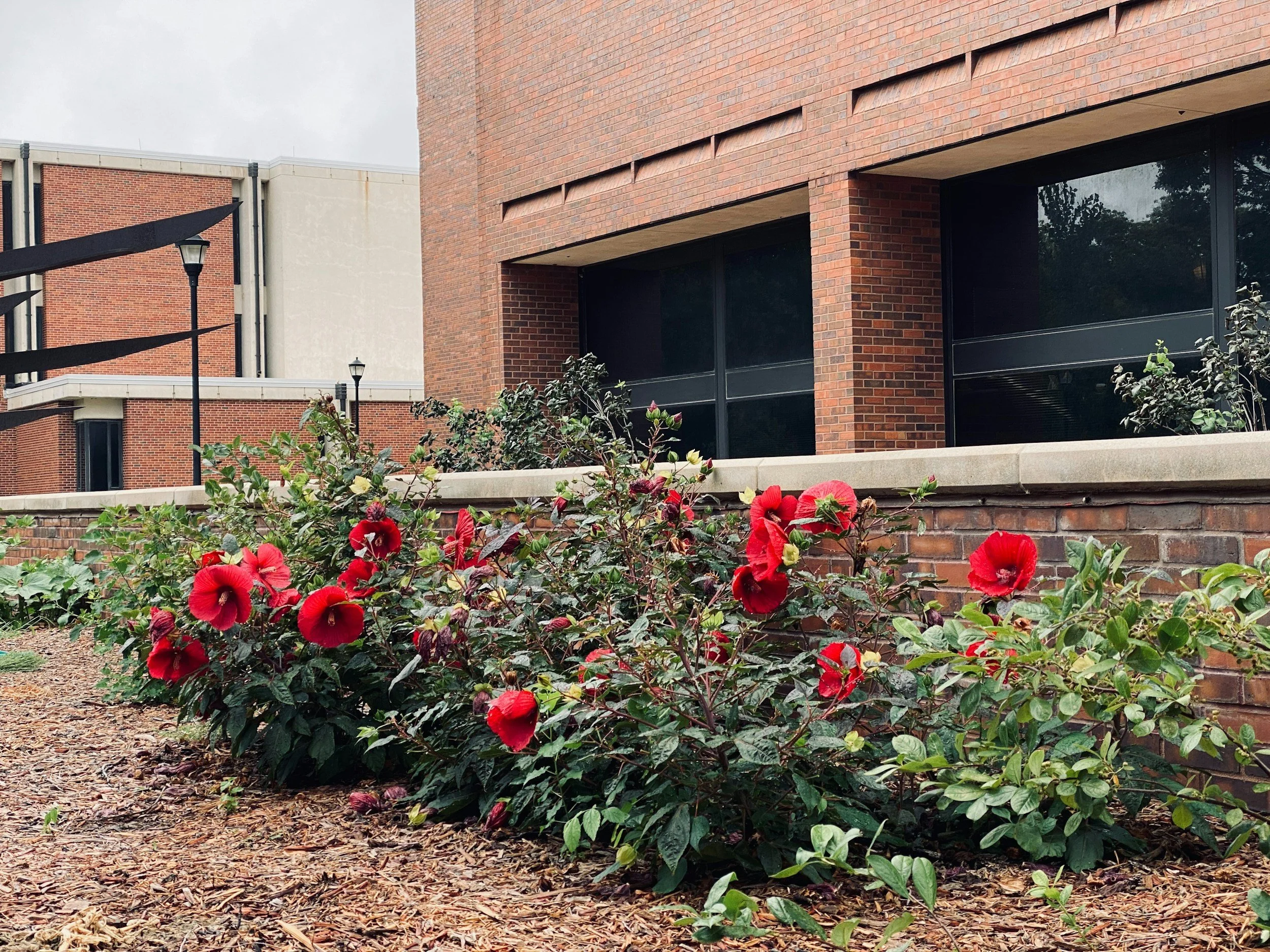Roses mulch landscape