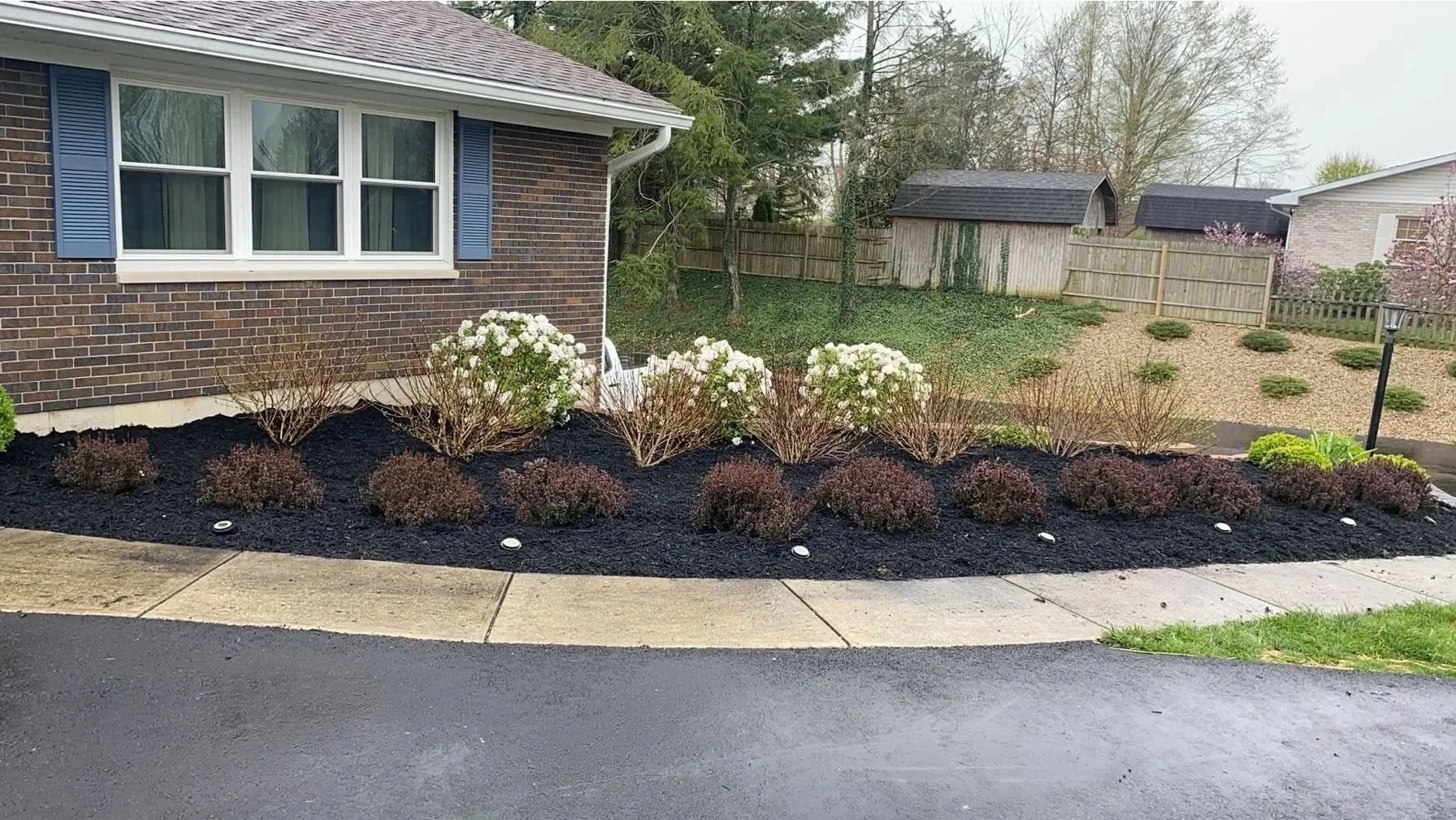 Front yard with landscaped garden bed containing white flowering bushes and purple shrubs, bordered by a sidewalk, with a brick house and a wooden fence in the background.