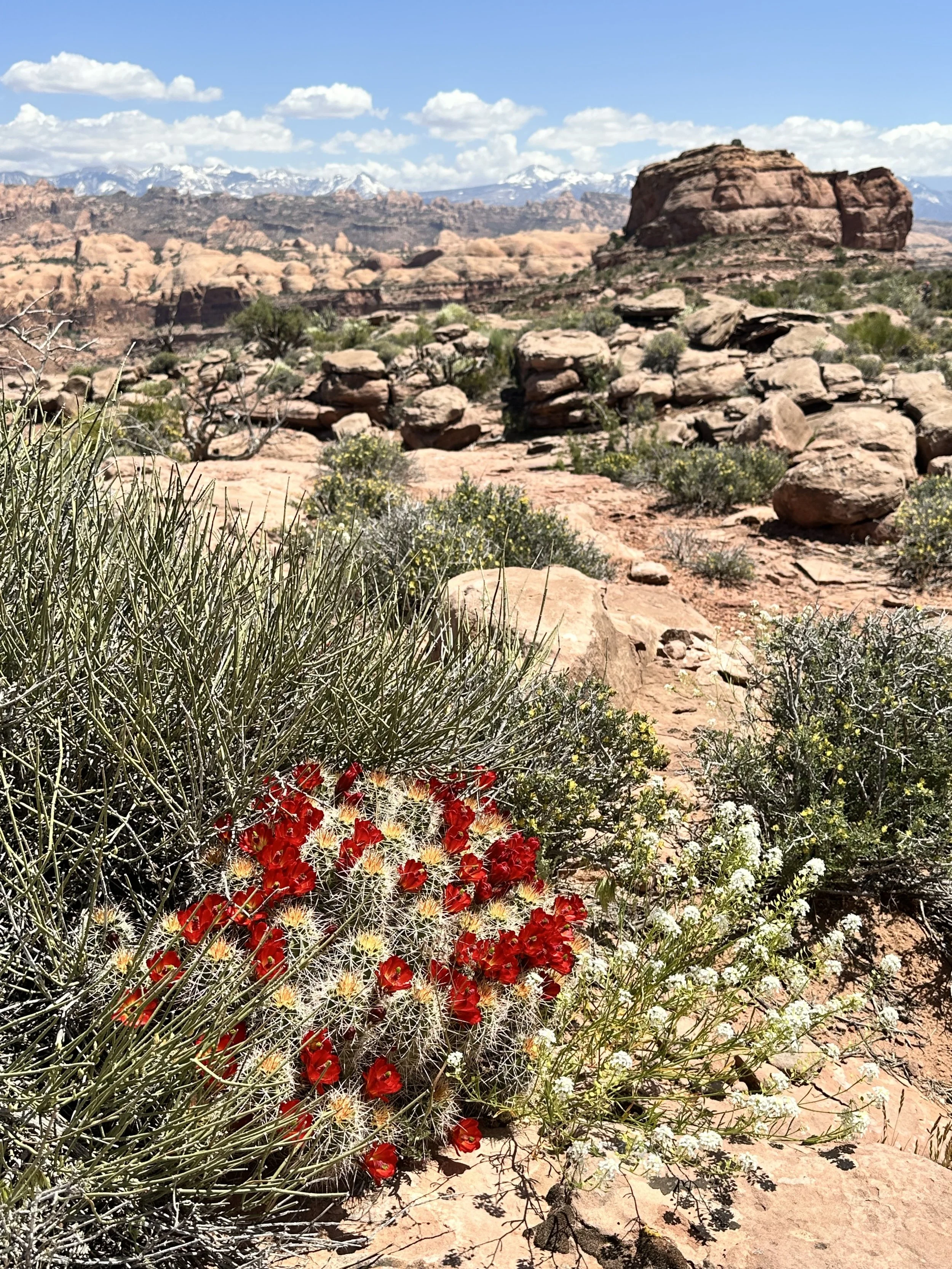 Desert landscape with large rocks, sparse bushes, and colorful flowers in the foreground, with a background of rocky formations, mountains, and blue sky with scattered clouds.