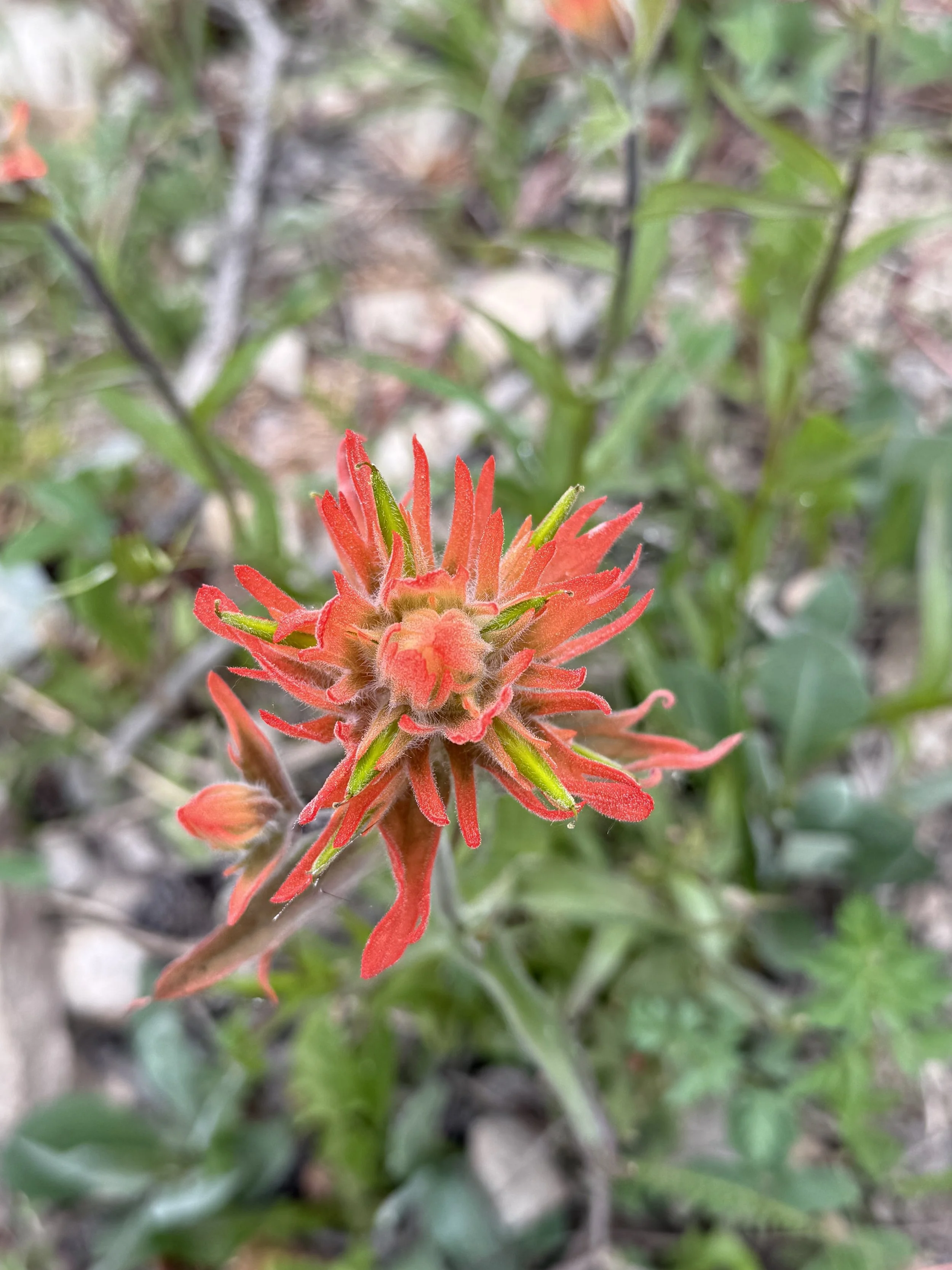 Close-up of a red flower with elongated petals, surrounded by green foliage.