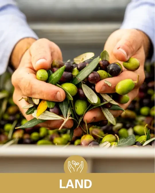 Fresh Italian olives and olive oil producers Hong Kong – farm to table Italian food