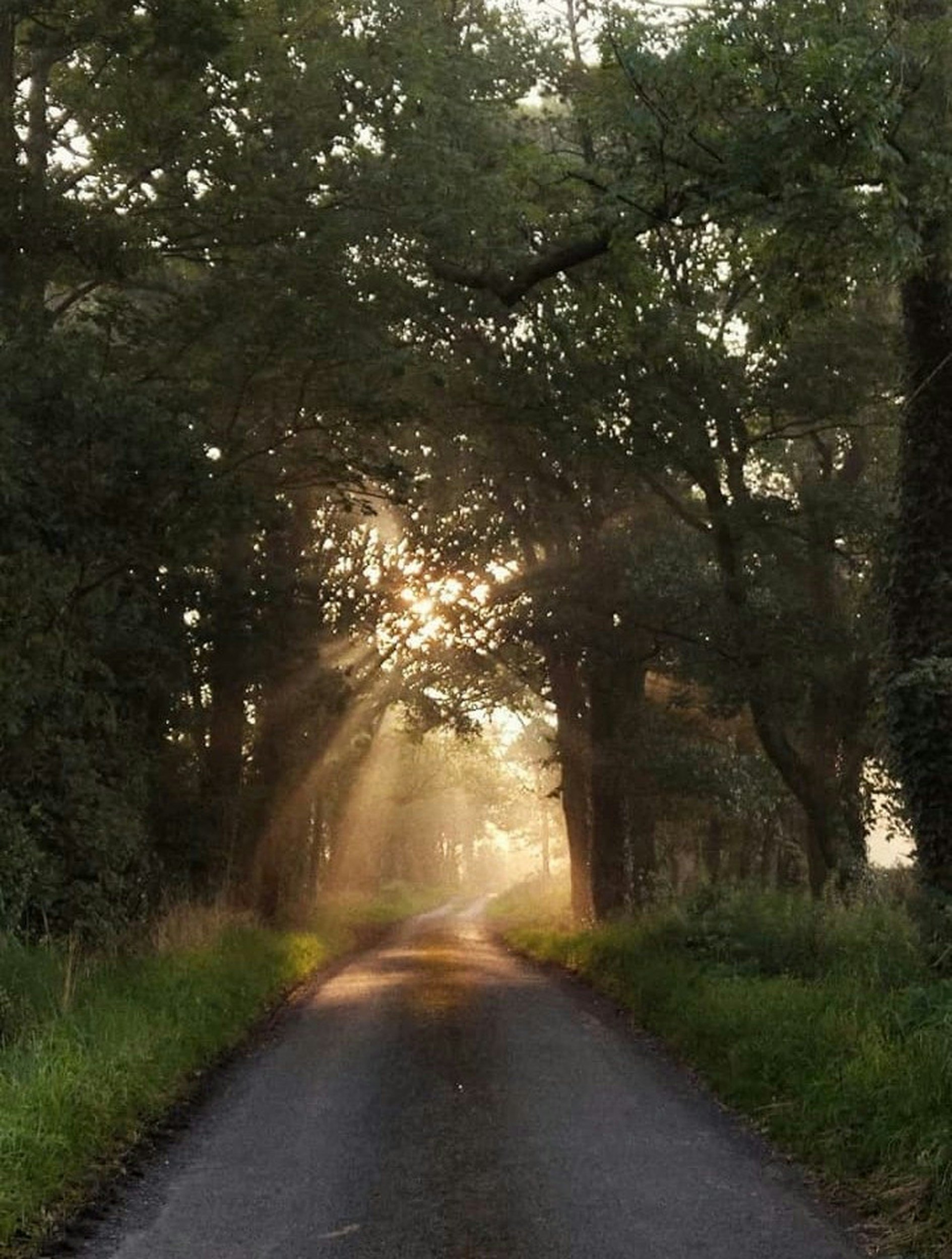 Sunlight through a forest path representing individual psychotherapy and personal reflection.