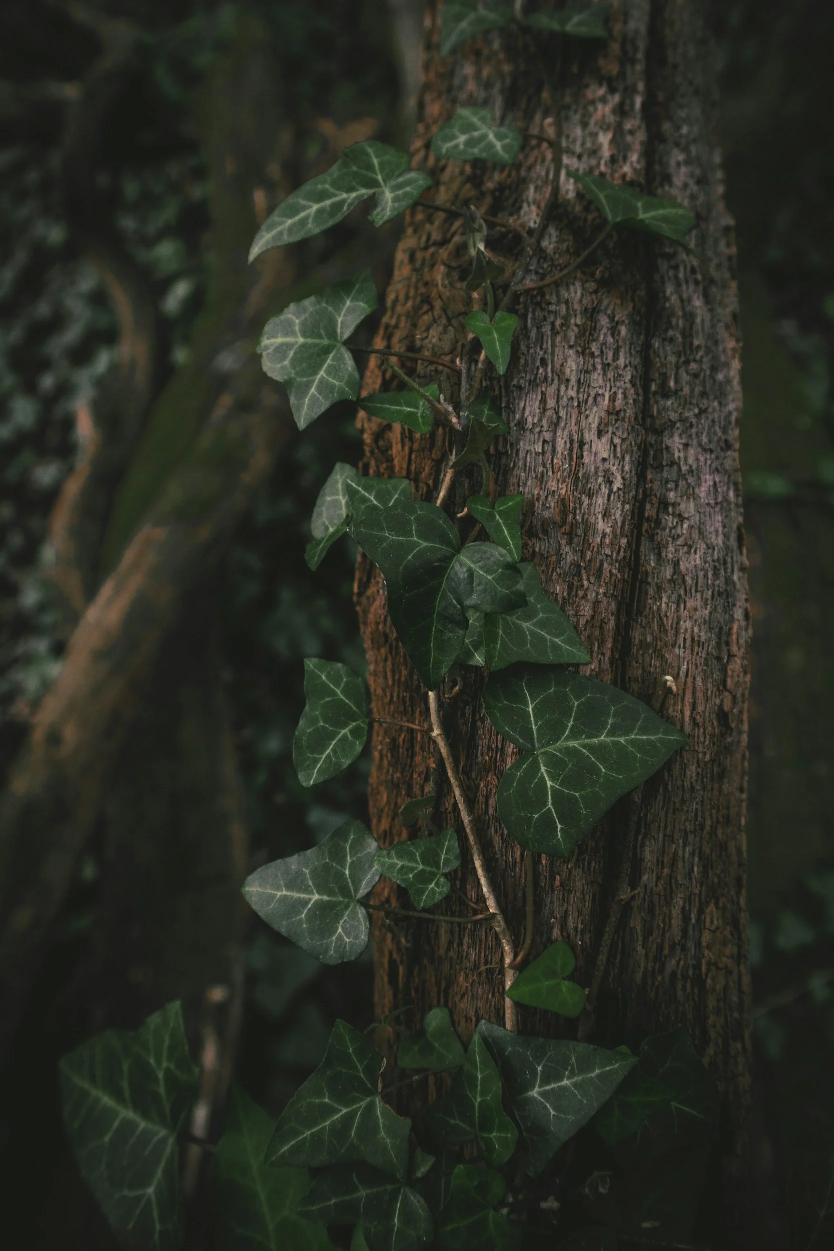 Green ivy growing around the trunk of a mature tree.