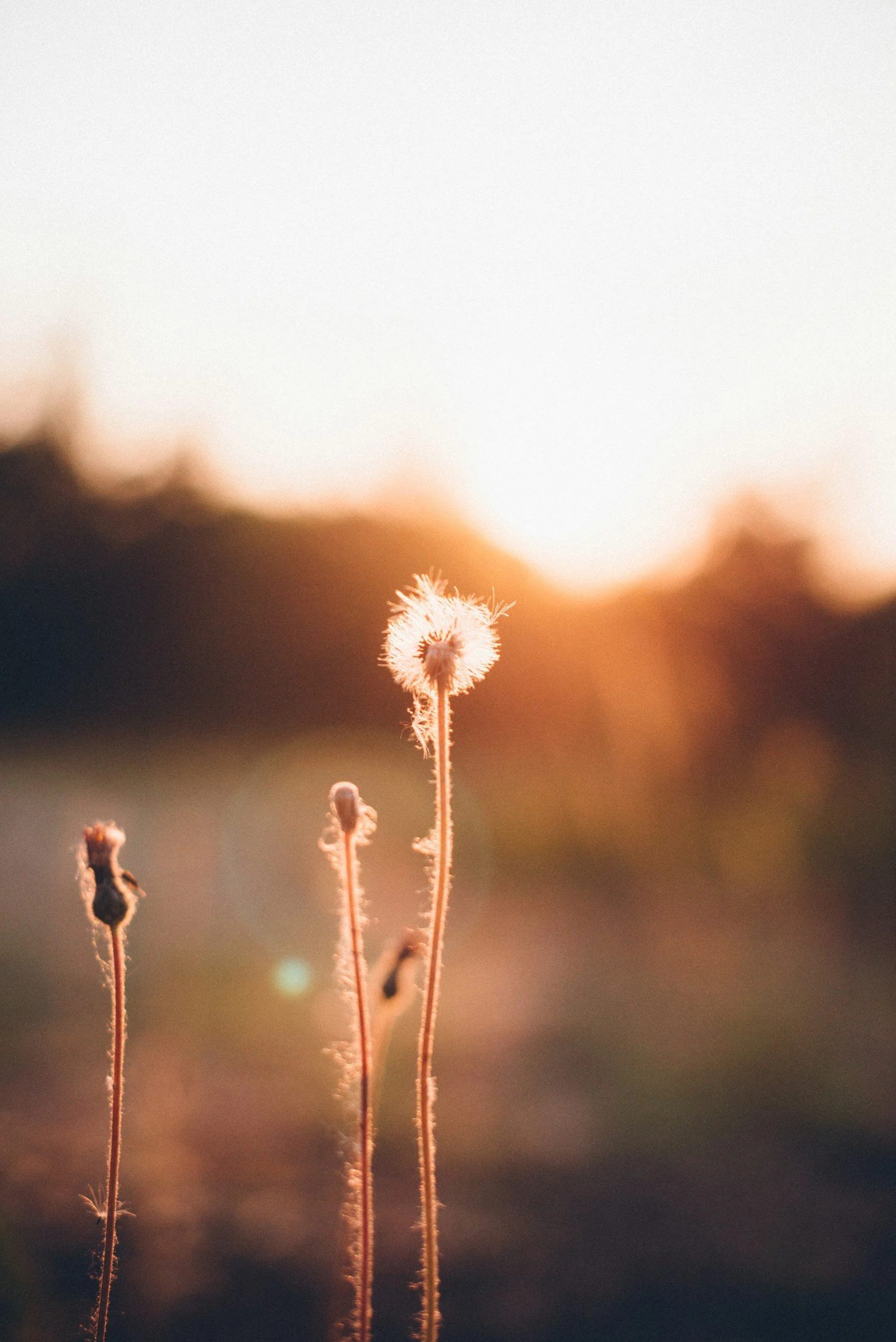Close-up of dandelion seed heads illuminated by warm sunset light, with blurred background.