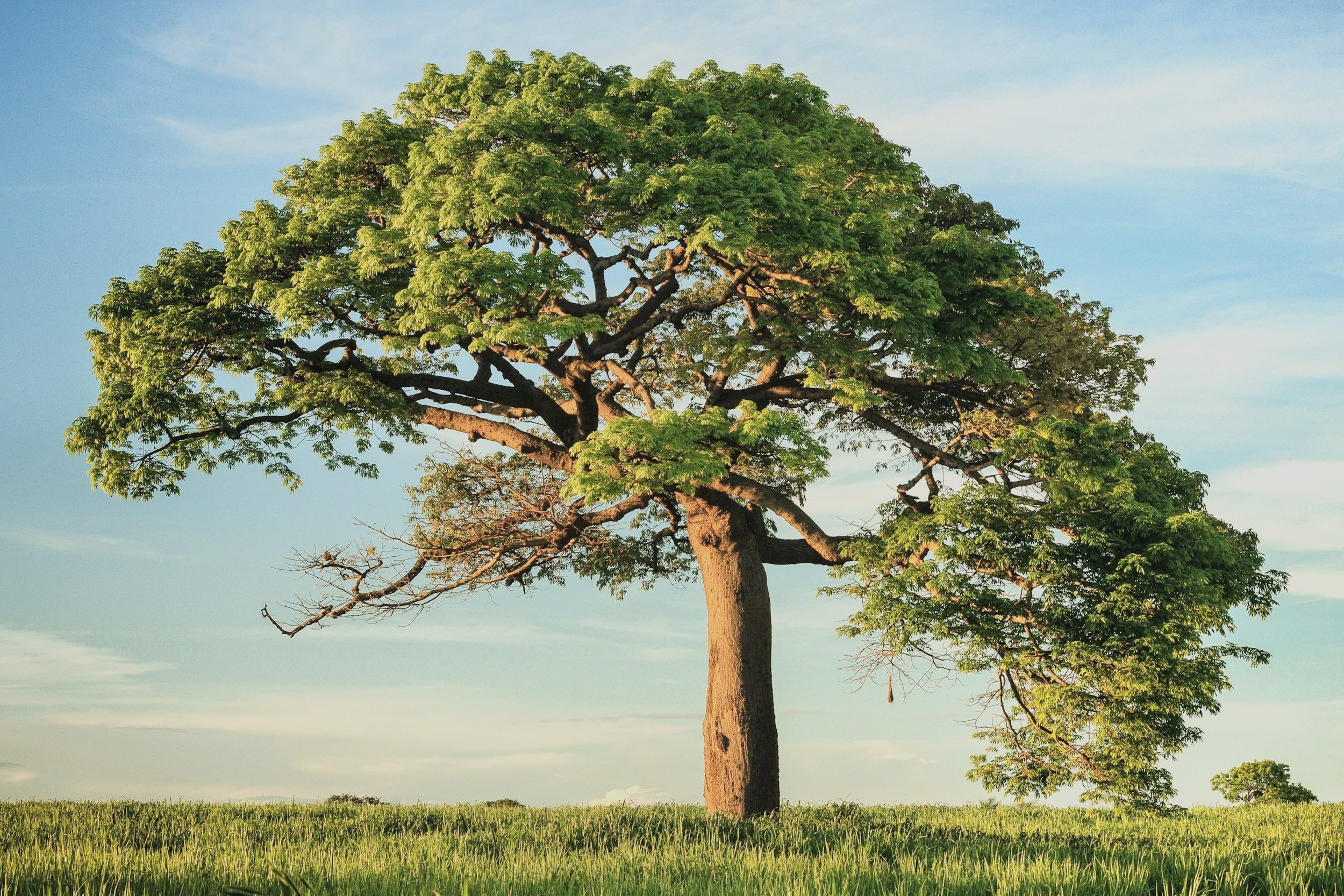 Strong tree in an open landscape representing growth-oriented psychotherapy and meaningful change.