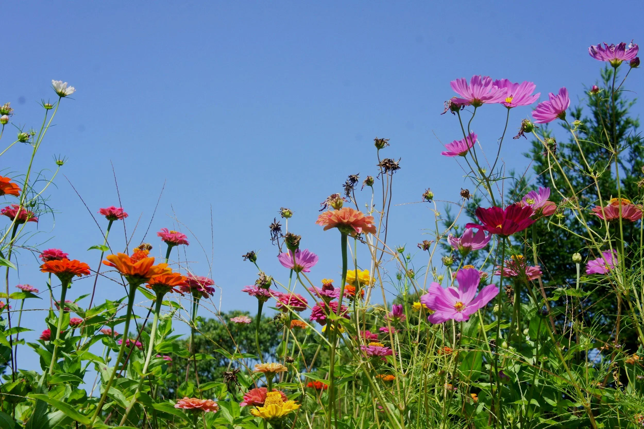 Colourful wildflowers representing neuroaffirming therapy and respect for individual differences.