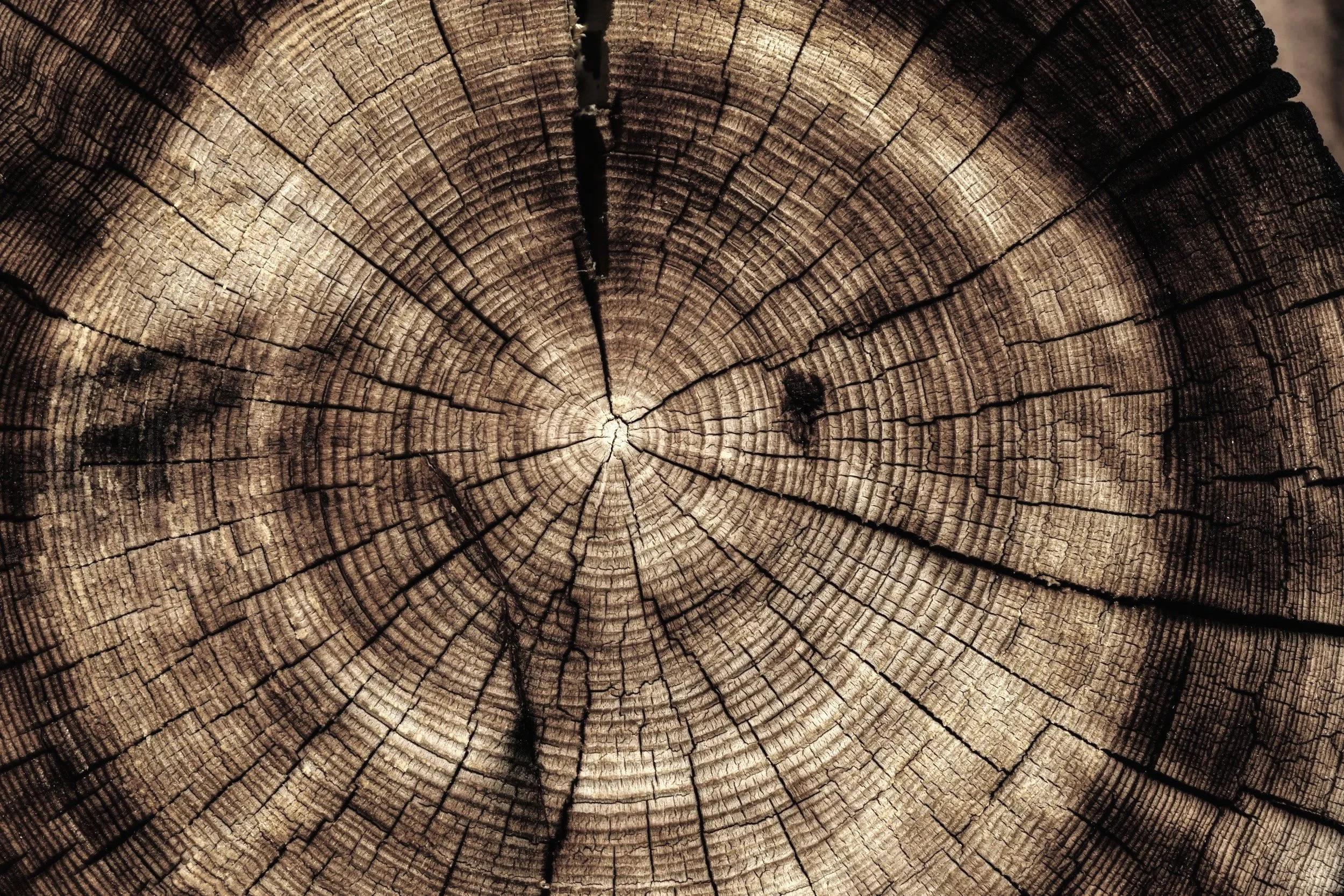 Tree stump rings representing therapy, self-understanding, and personal growth at Hardy Roots Psychotherapy.