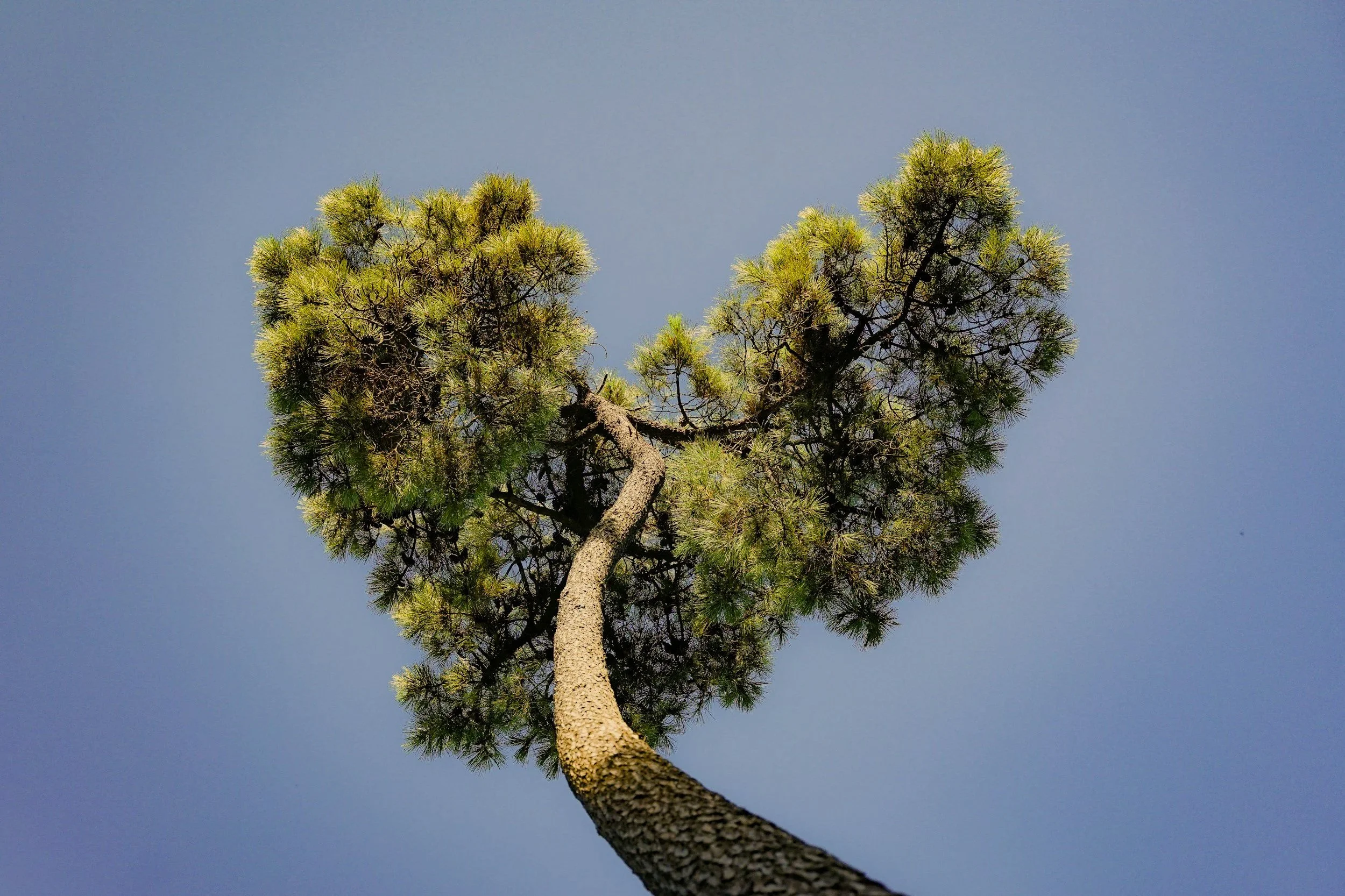 Two trees growing together representing relational therapy and support for relationship patterns.