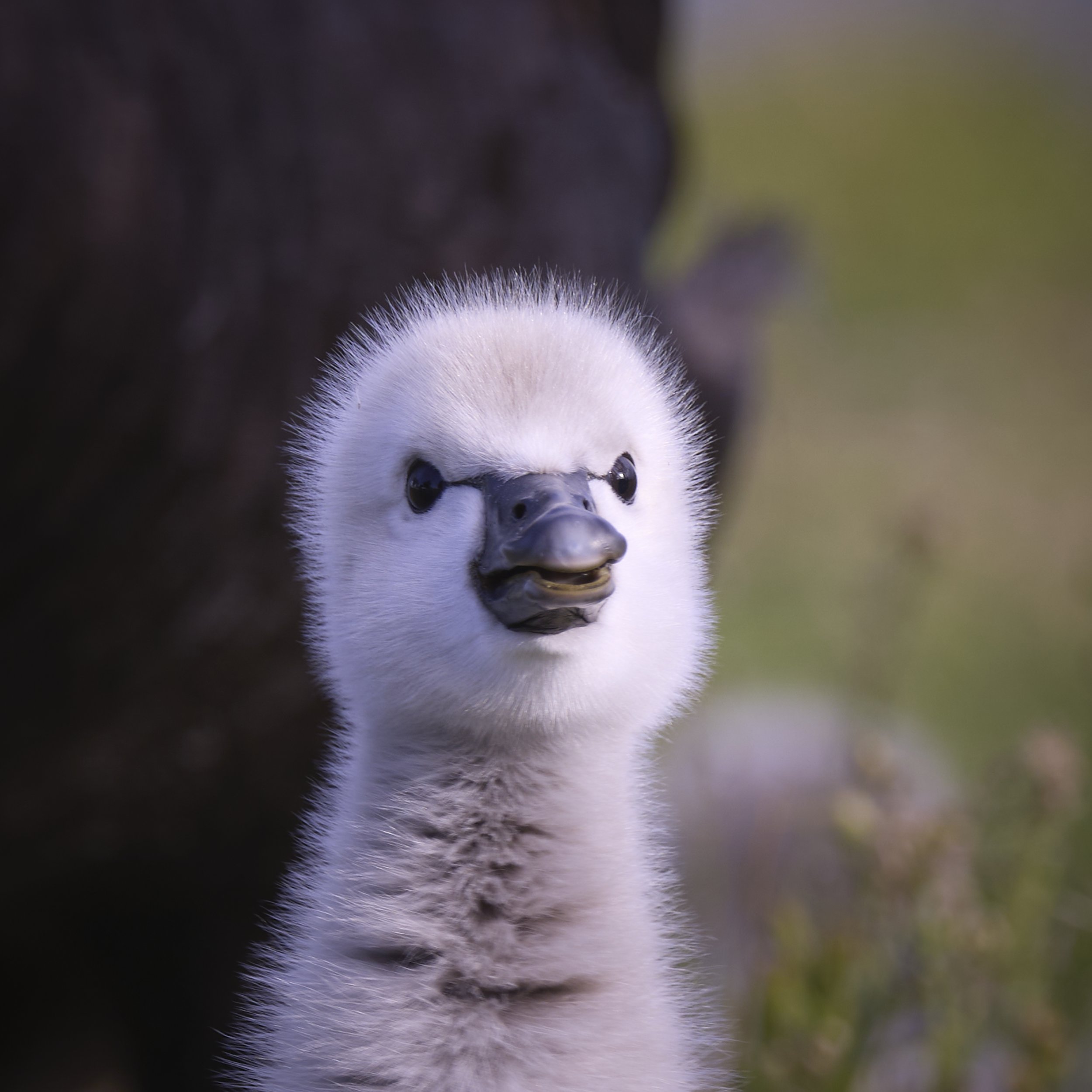 Black Swan Cygnet