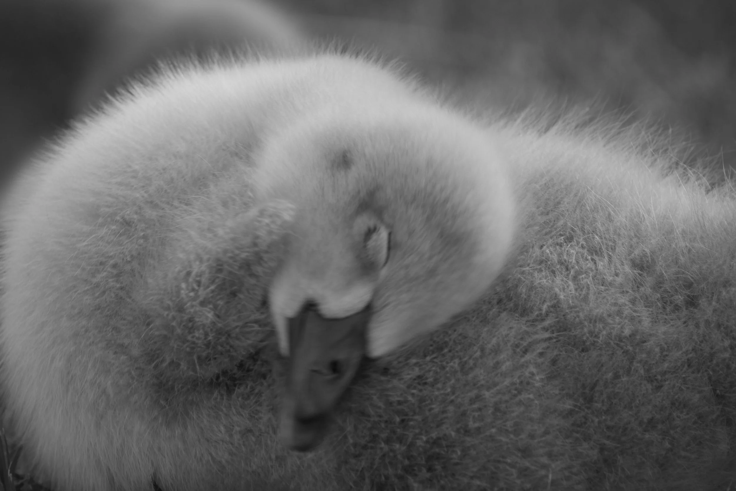 Close-up of a baby swan (cygnet) with a fluffy neck, sleeping peacefully with its head resting on its body.