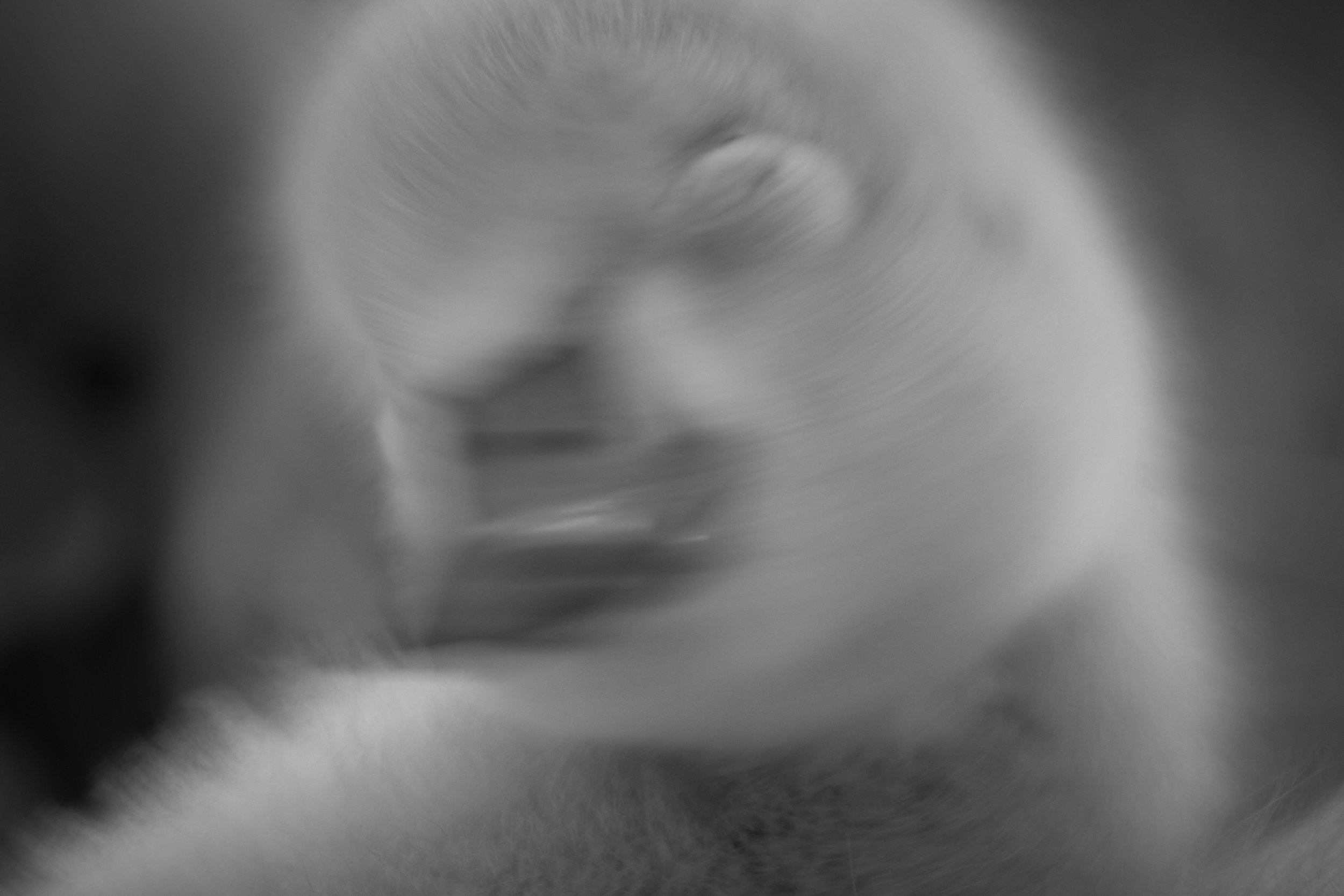 Close-up, blurred black-and-white photo of a baby swan (cygnet) with a focus on the eye.
