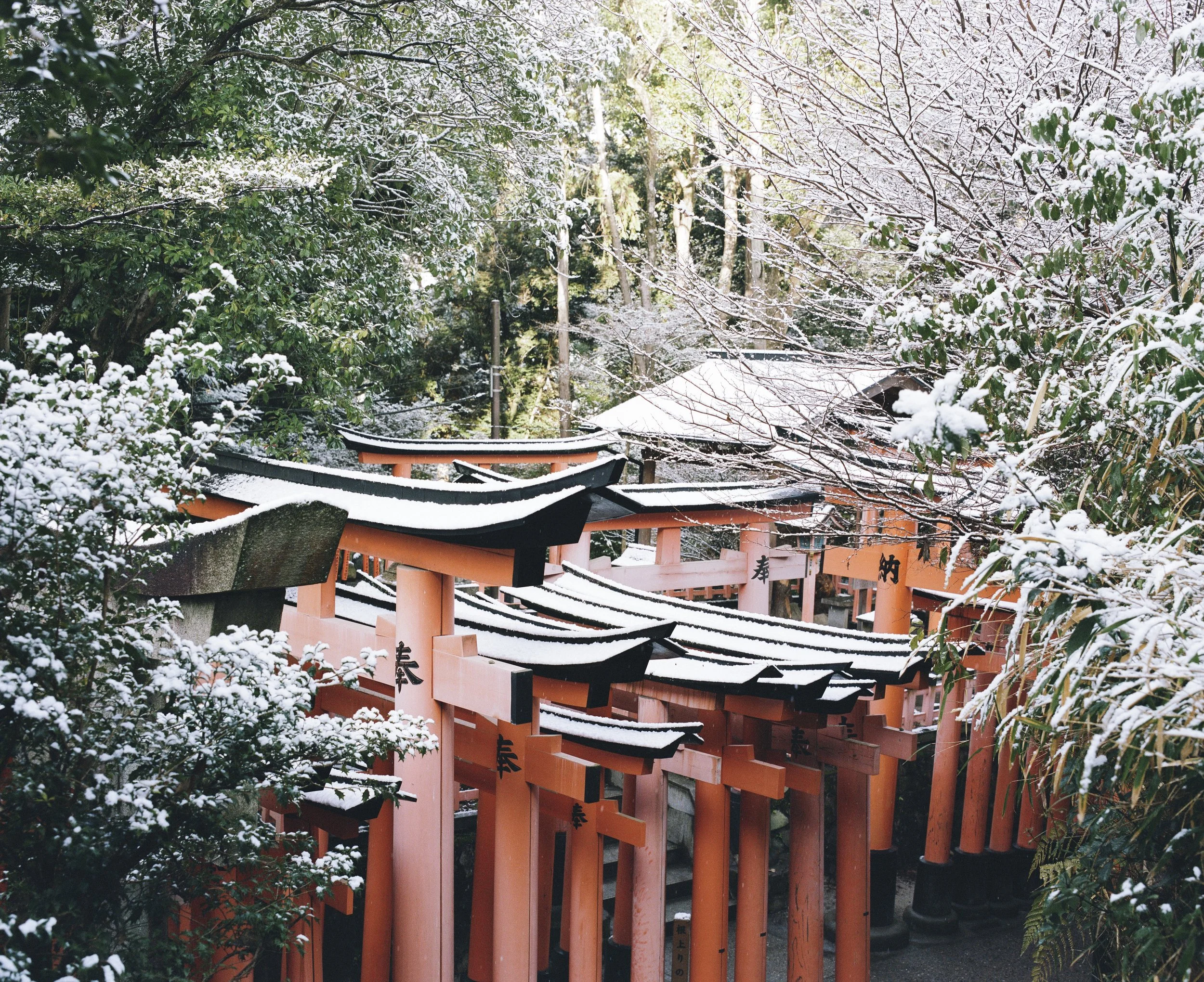 A row of traditional Japanese torii gates in a snowy forest.