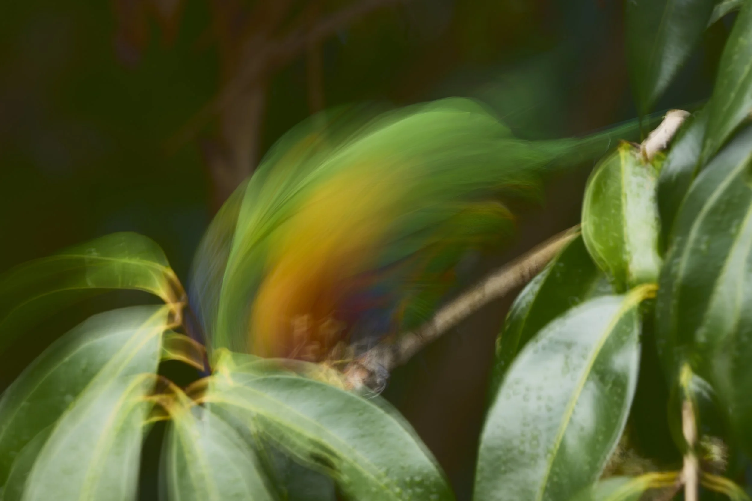 Blurred image of green leaves with a motion effect, showing a splash of yellow and orange in the middle.