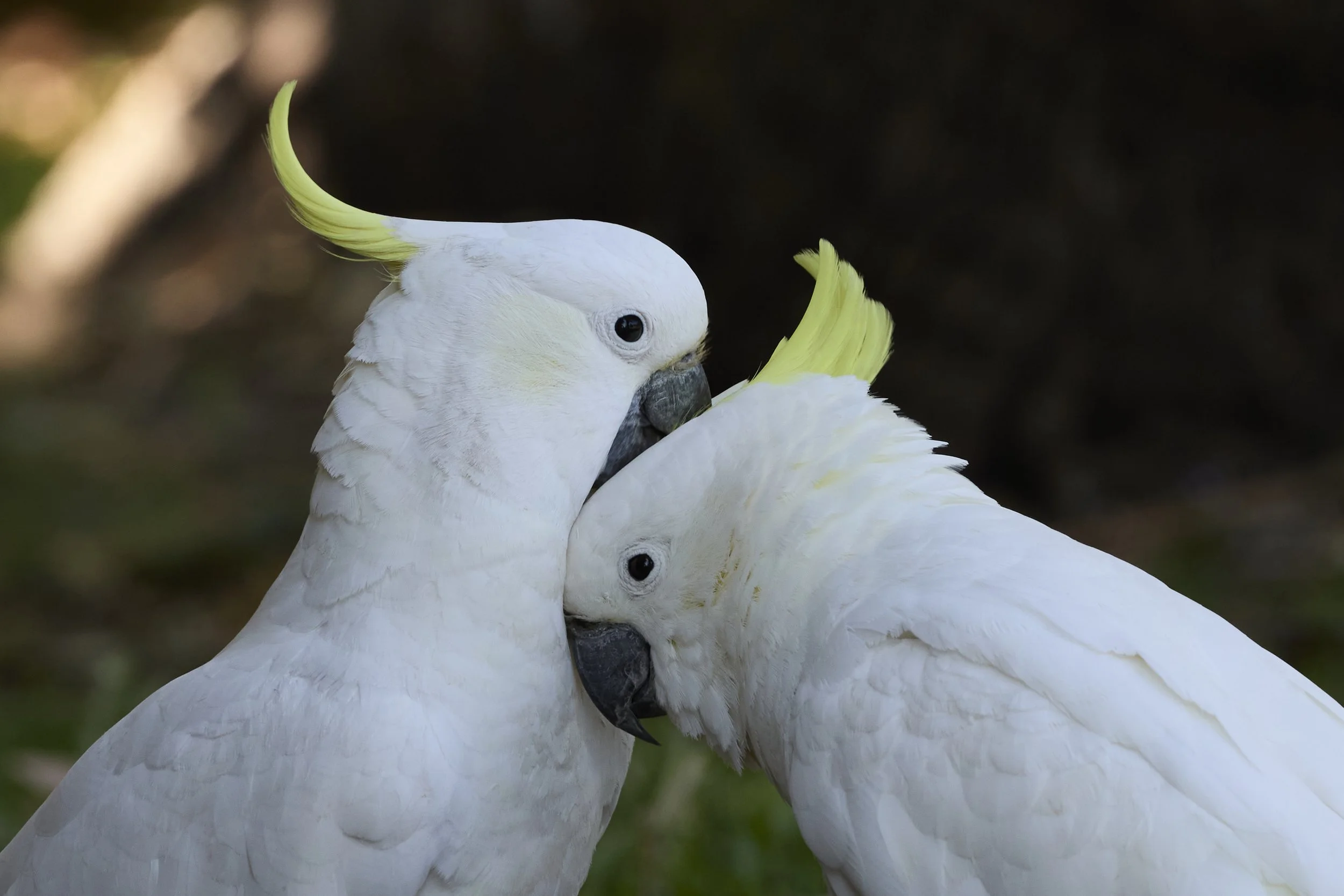 Two white cockatoos with yellow crests nuzzling each other