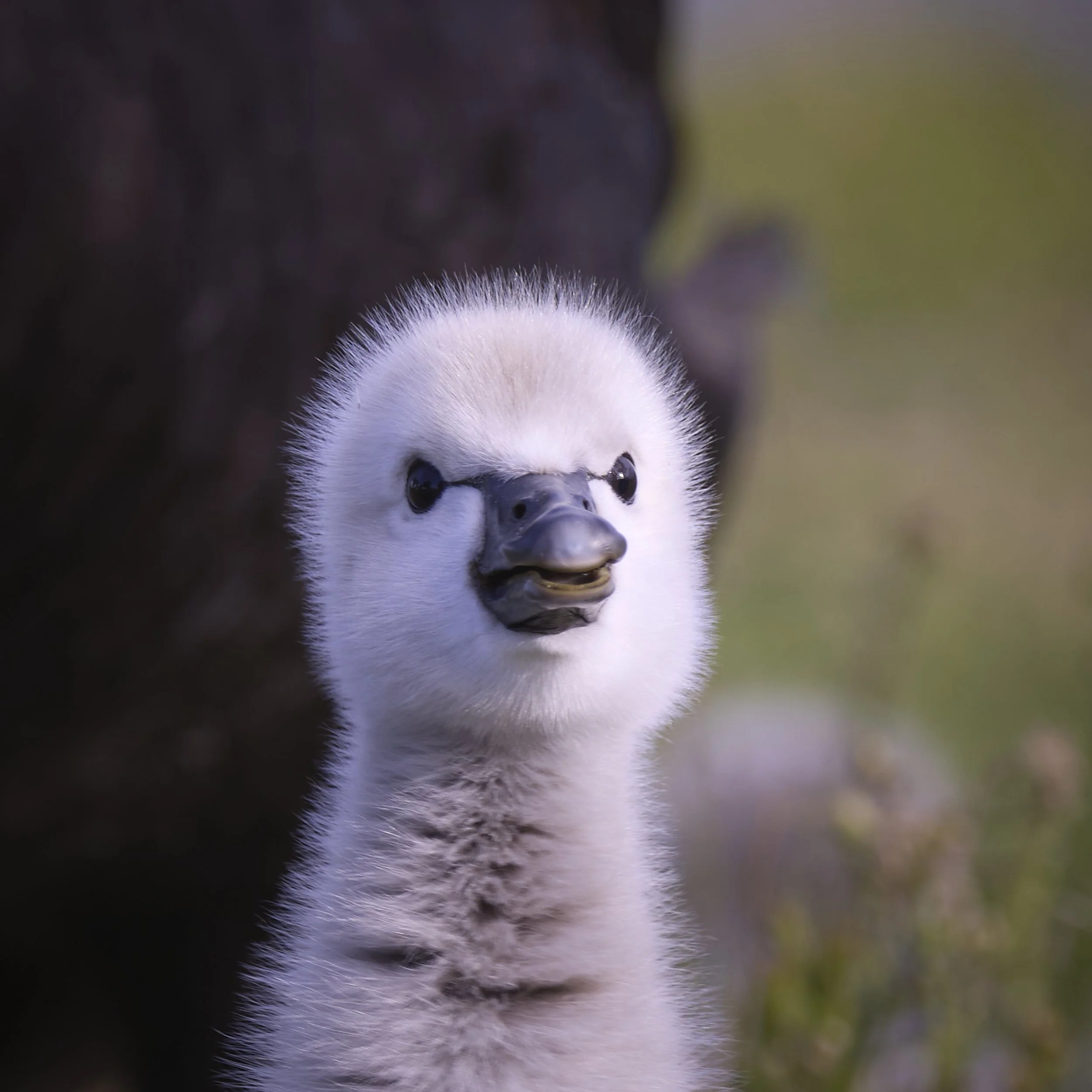 Young black swan cygnet