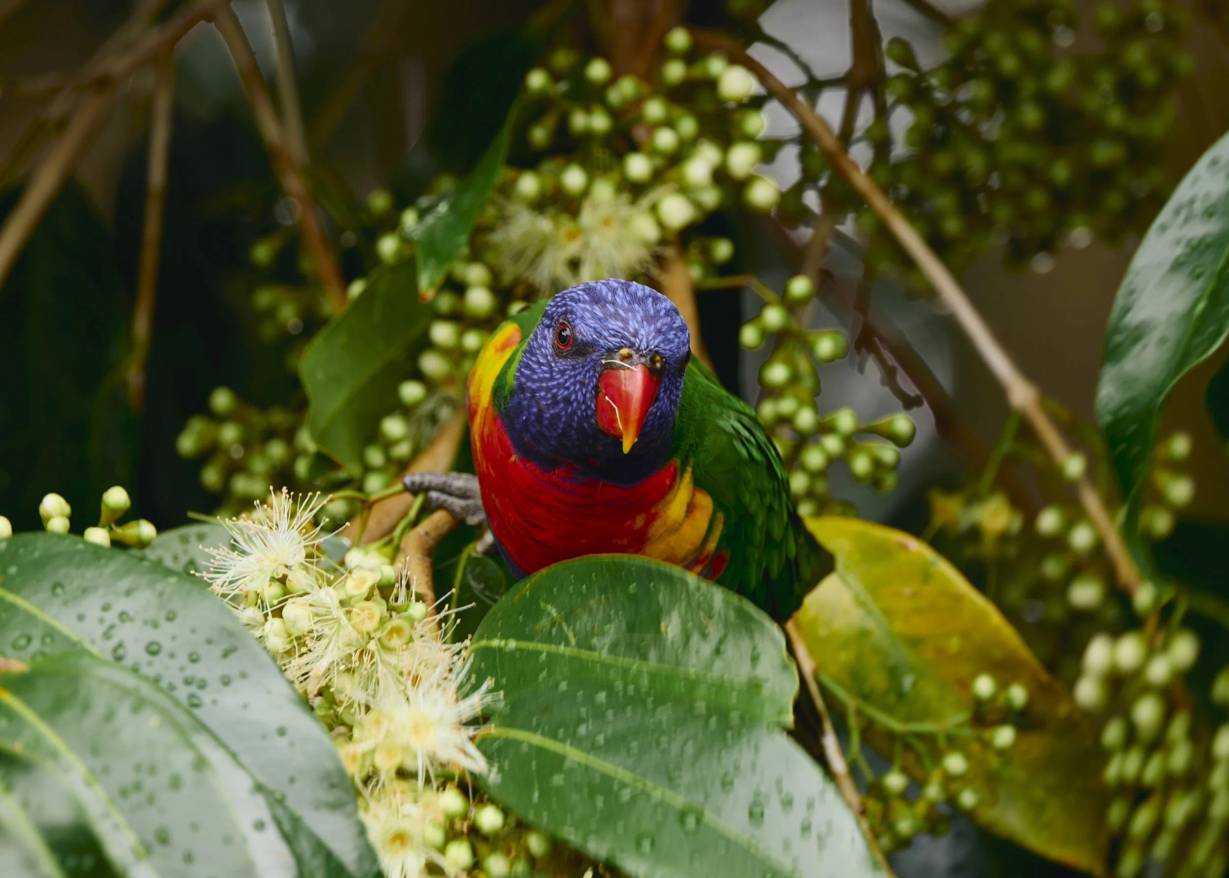 Colorful rainbow lorikeet perched on a branch among green leaves and white flowers.