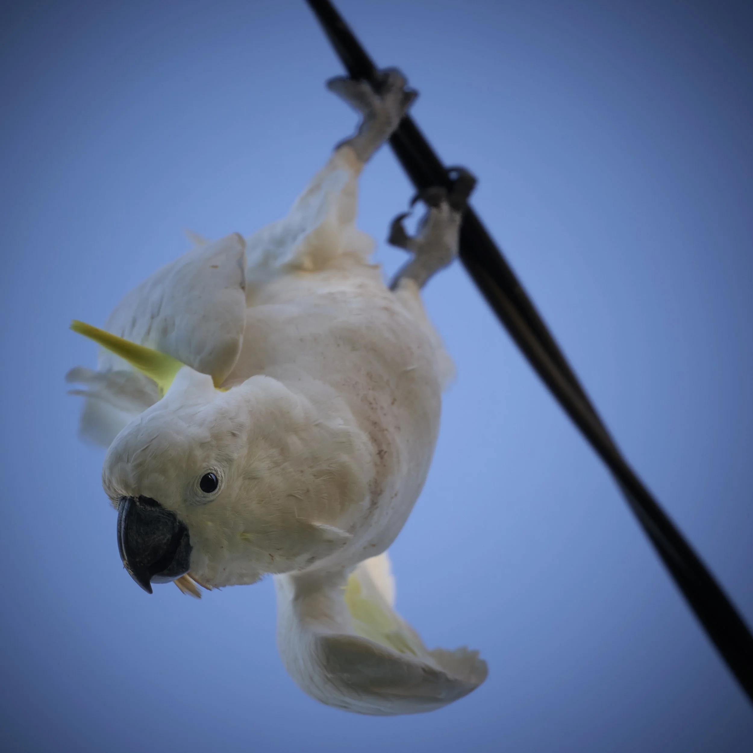A close-up of a cockatoo bird hanging upside down on a black perch against a blue background.