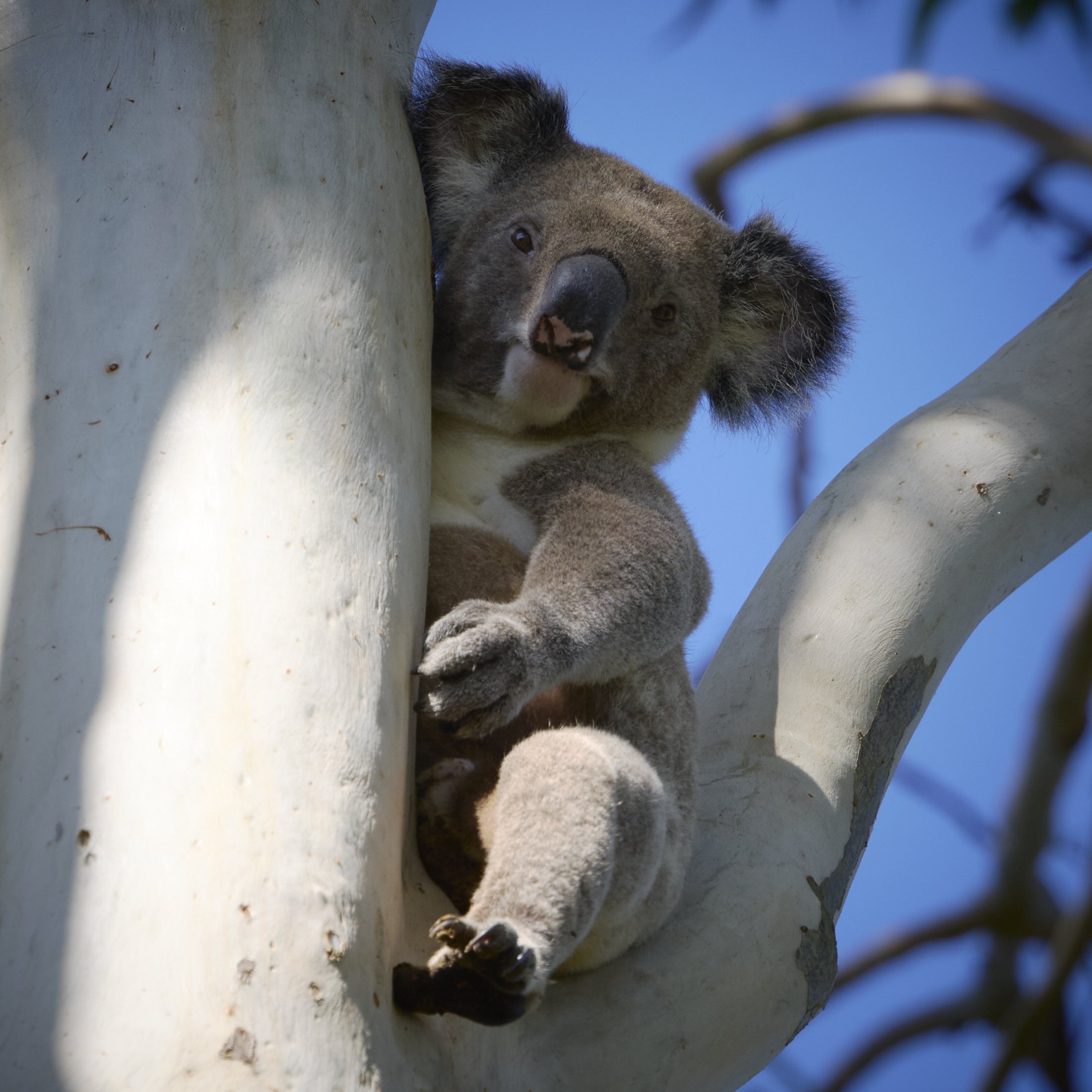 A koala bear clinging to a large white eucalyptus tree branch with a blue sky background.