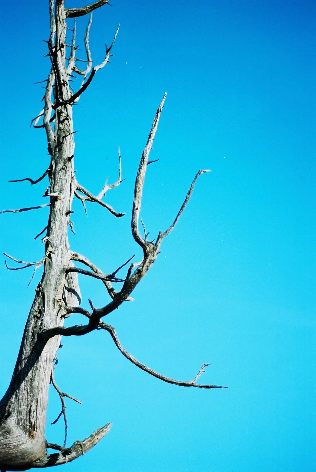 Film photography by Motomi Mizoguchi